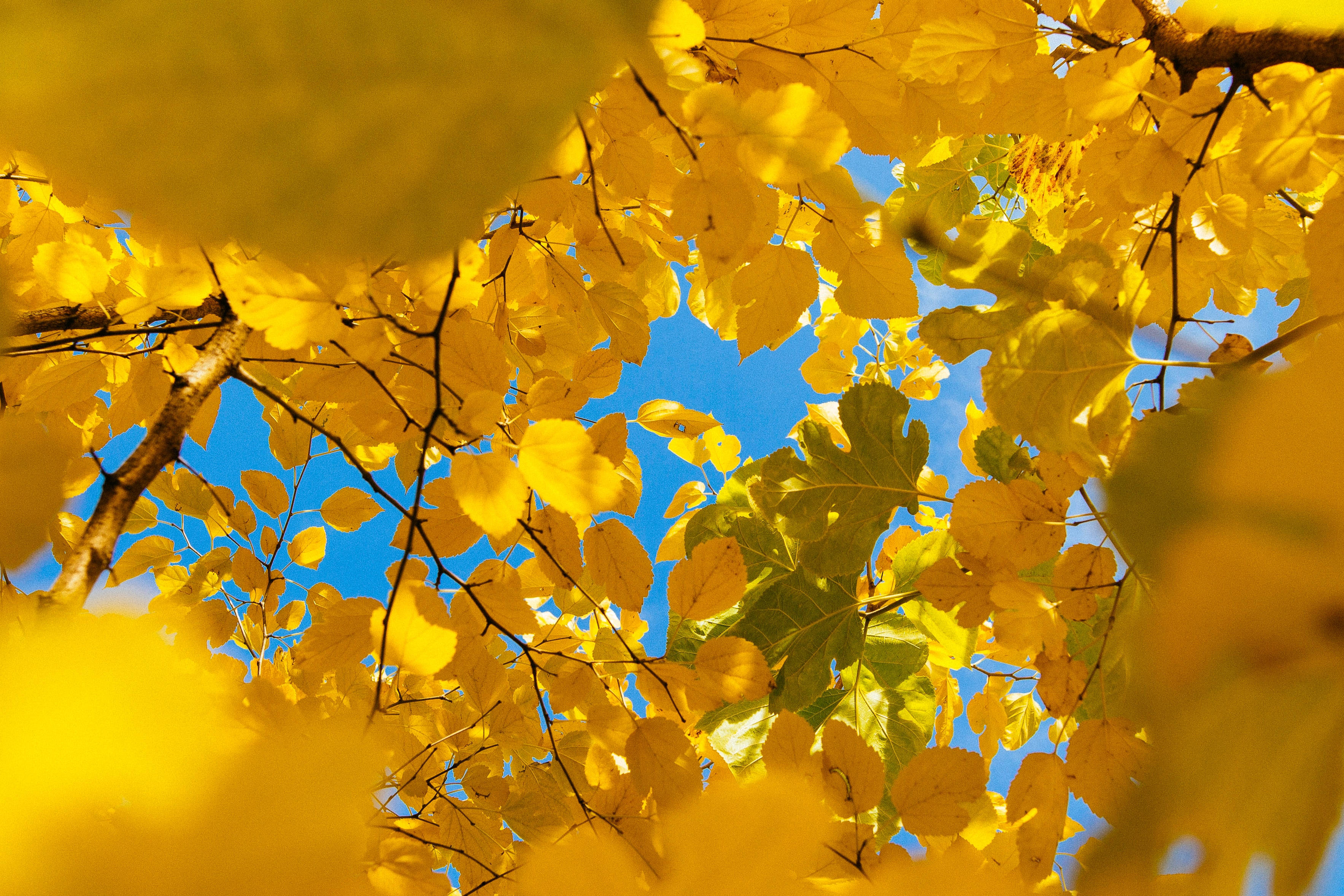 yellow aesthetic laptop, blooming flowers, tree, 2K Desktop Wallpaper