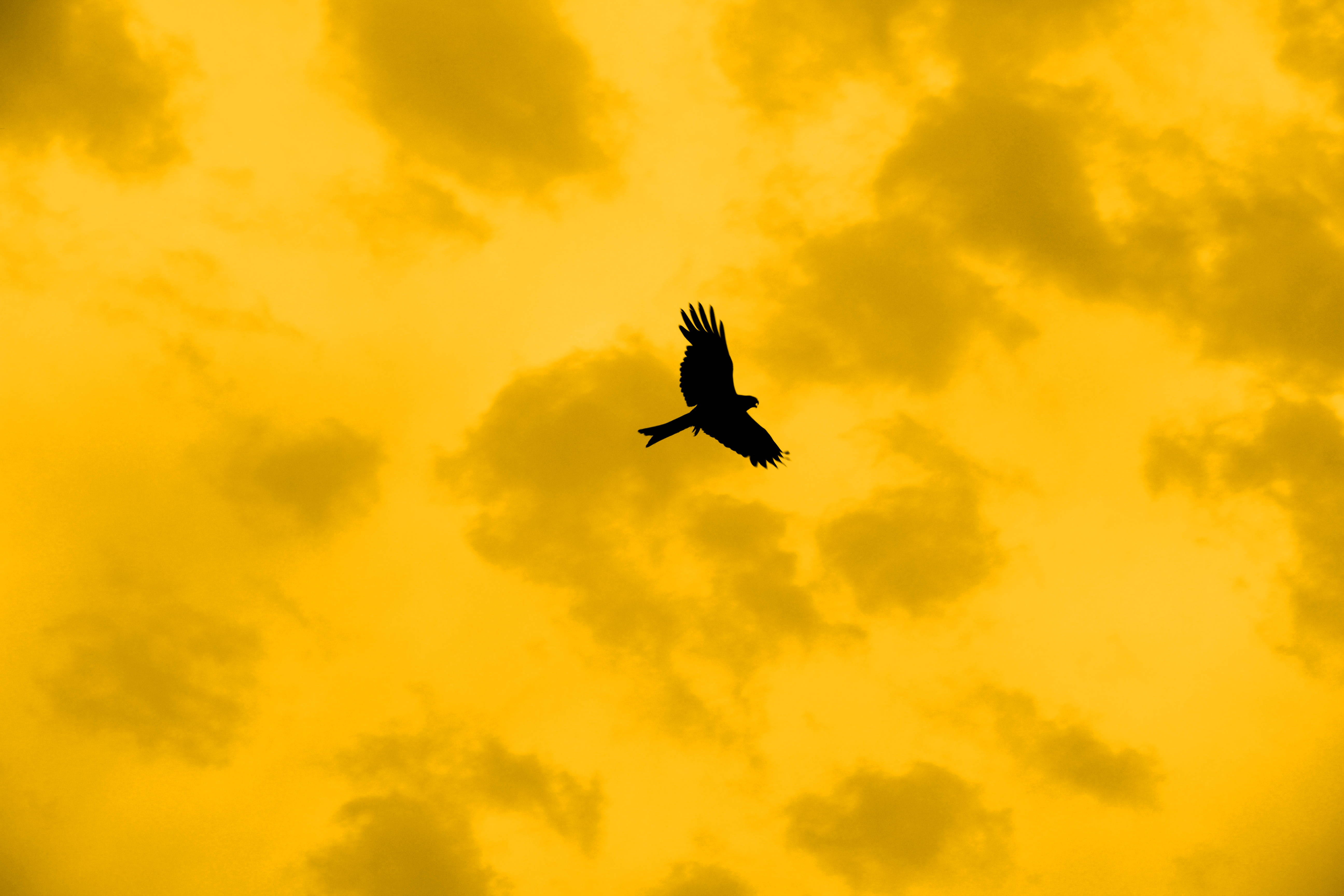 Yellow Aesthetic Laptop, flying bird, golden sky, 5K Desktop Wallpaper