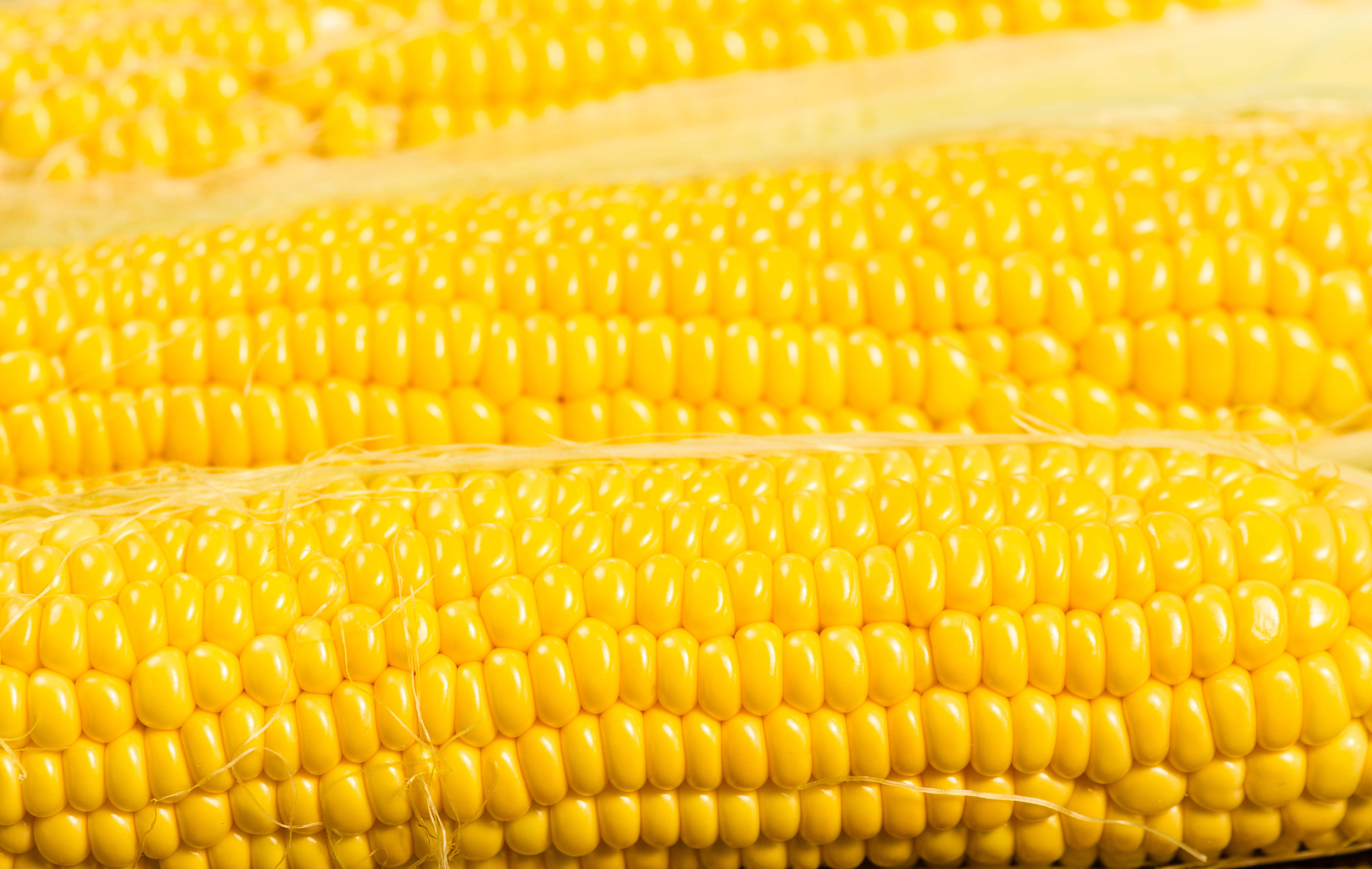 yellow aesthetic laptop, corn, vibrant yellow, 4K Desktop Wallpaper