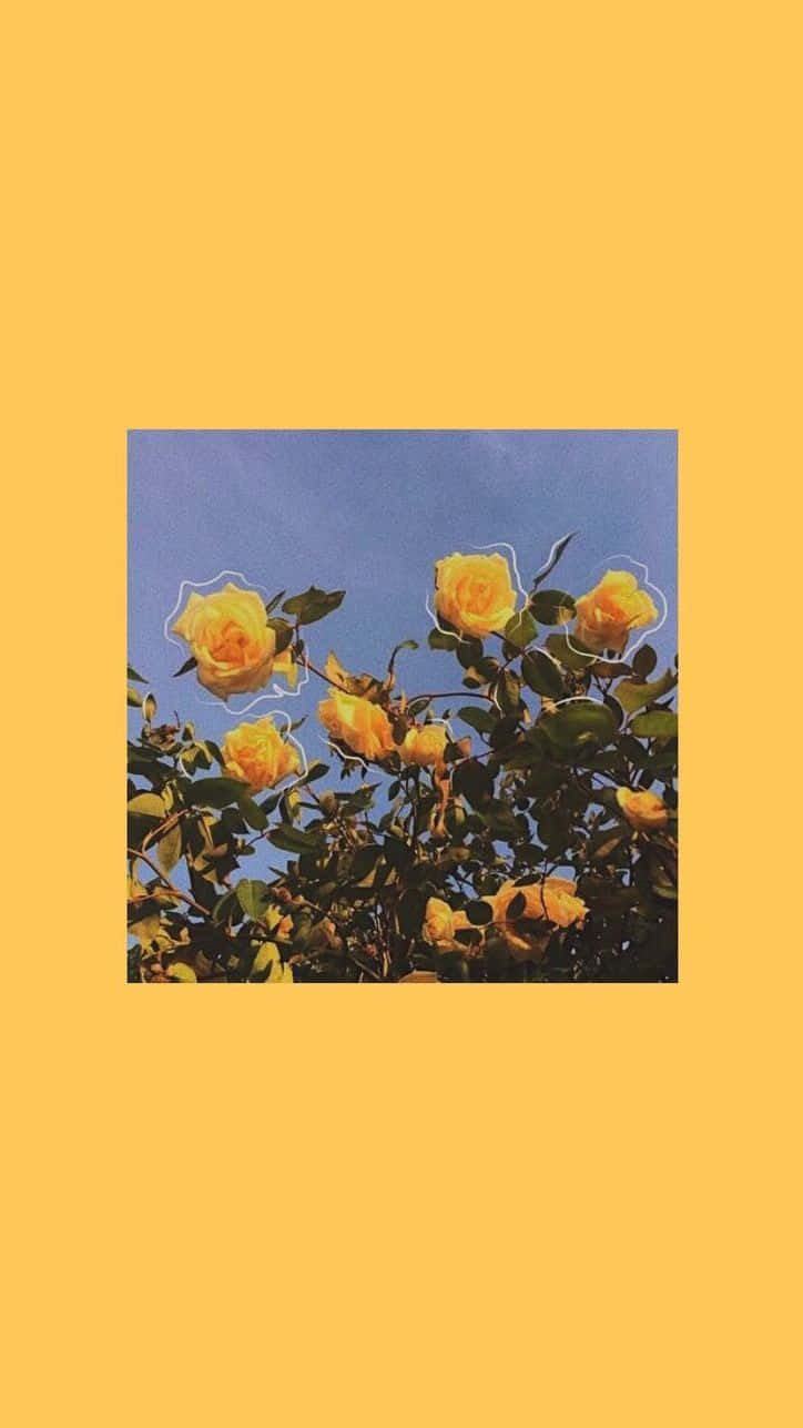 yellow aesthetic phone, yellow roses, blue sky, HD Phone Wallpaper