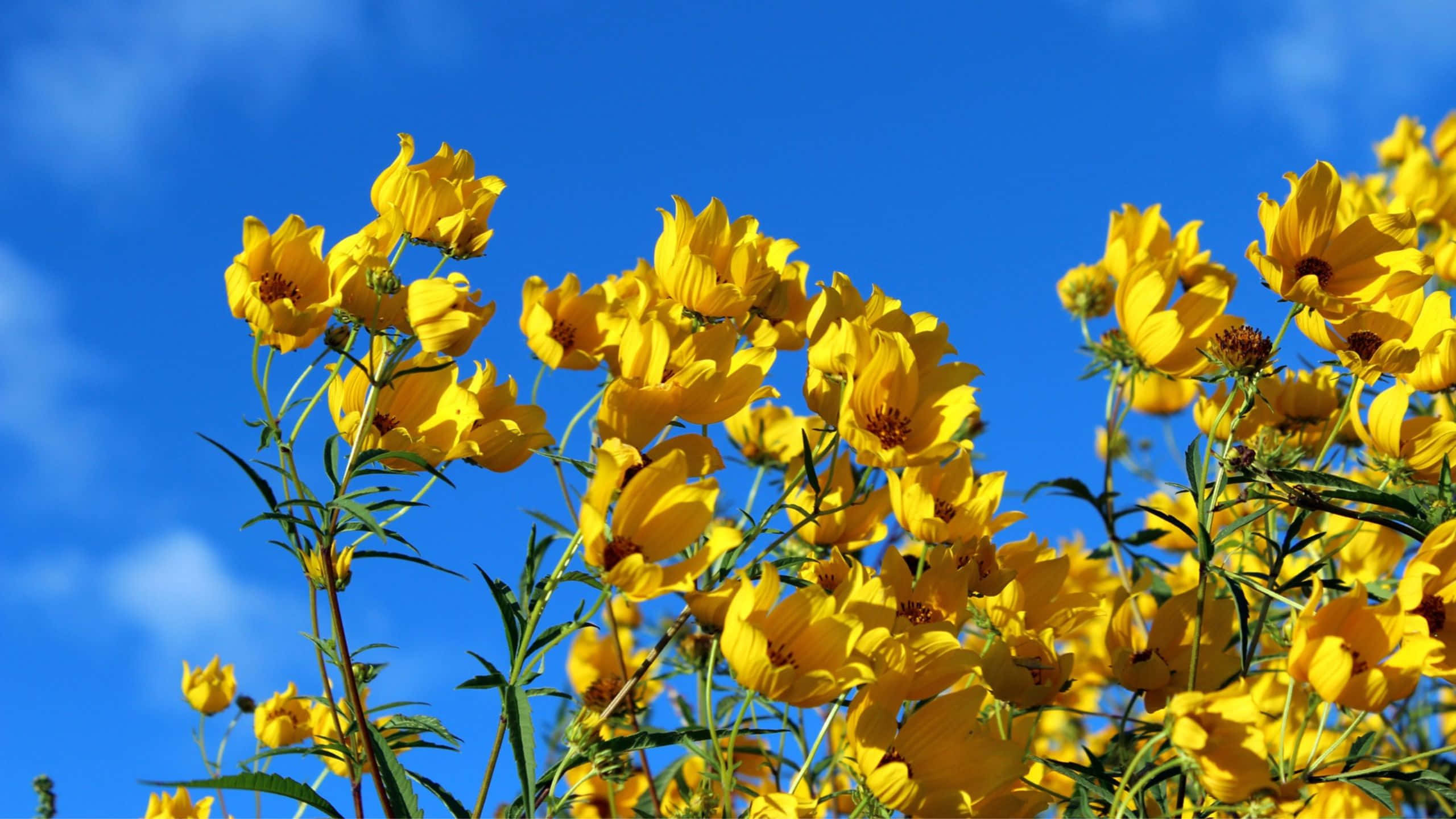 Yellow Aesthetic, vibrant yellow flowers, clear blue sky, 2K Desktop Wallpaper