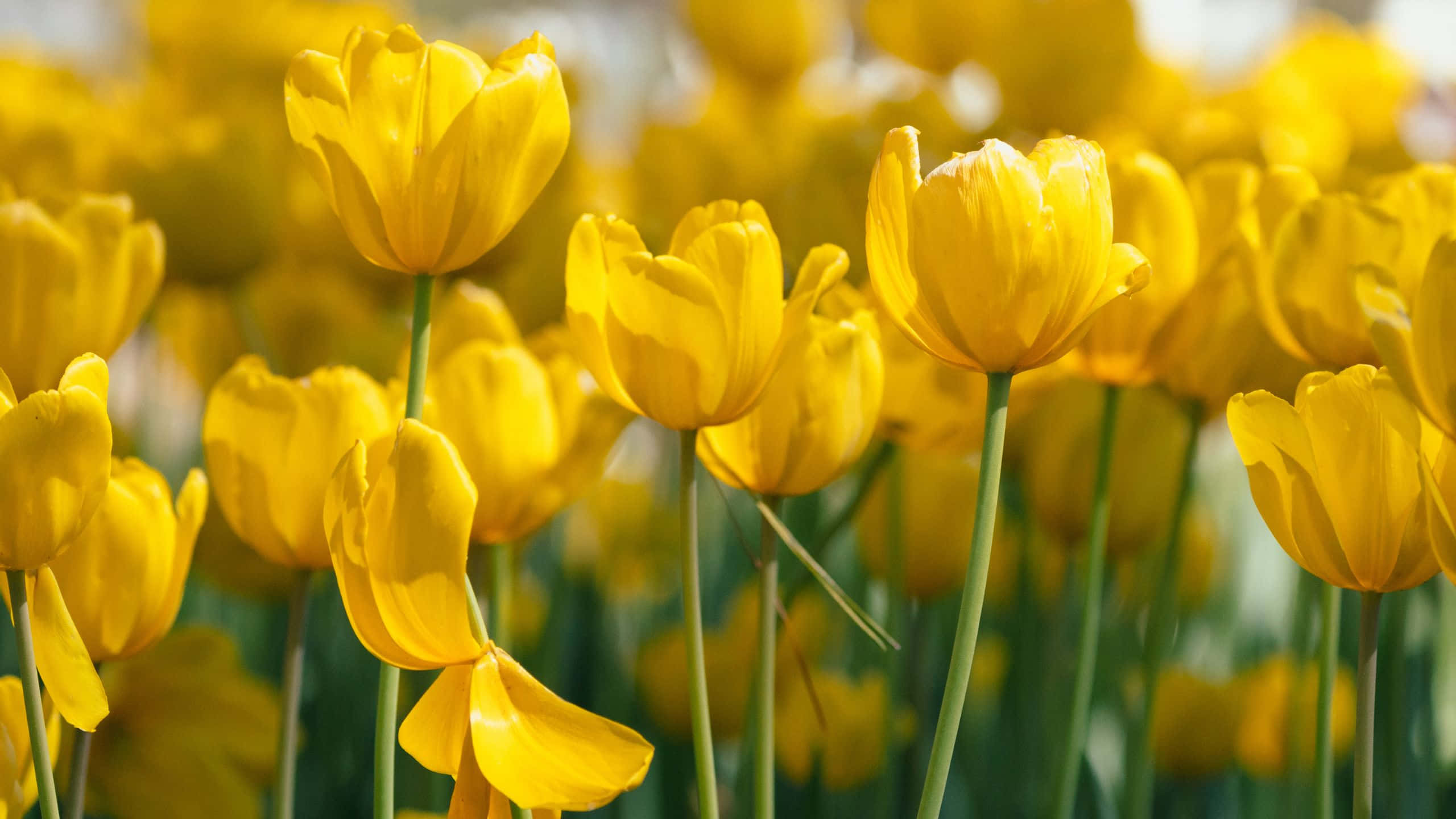 Yellow Aesthetic, tulips, garden, 2K Desktop Wallpaper