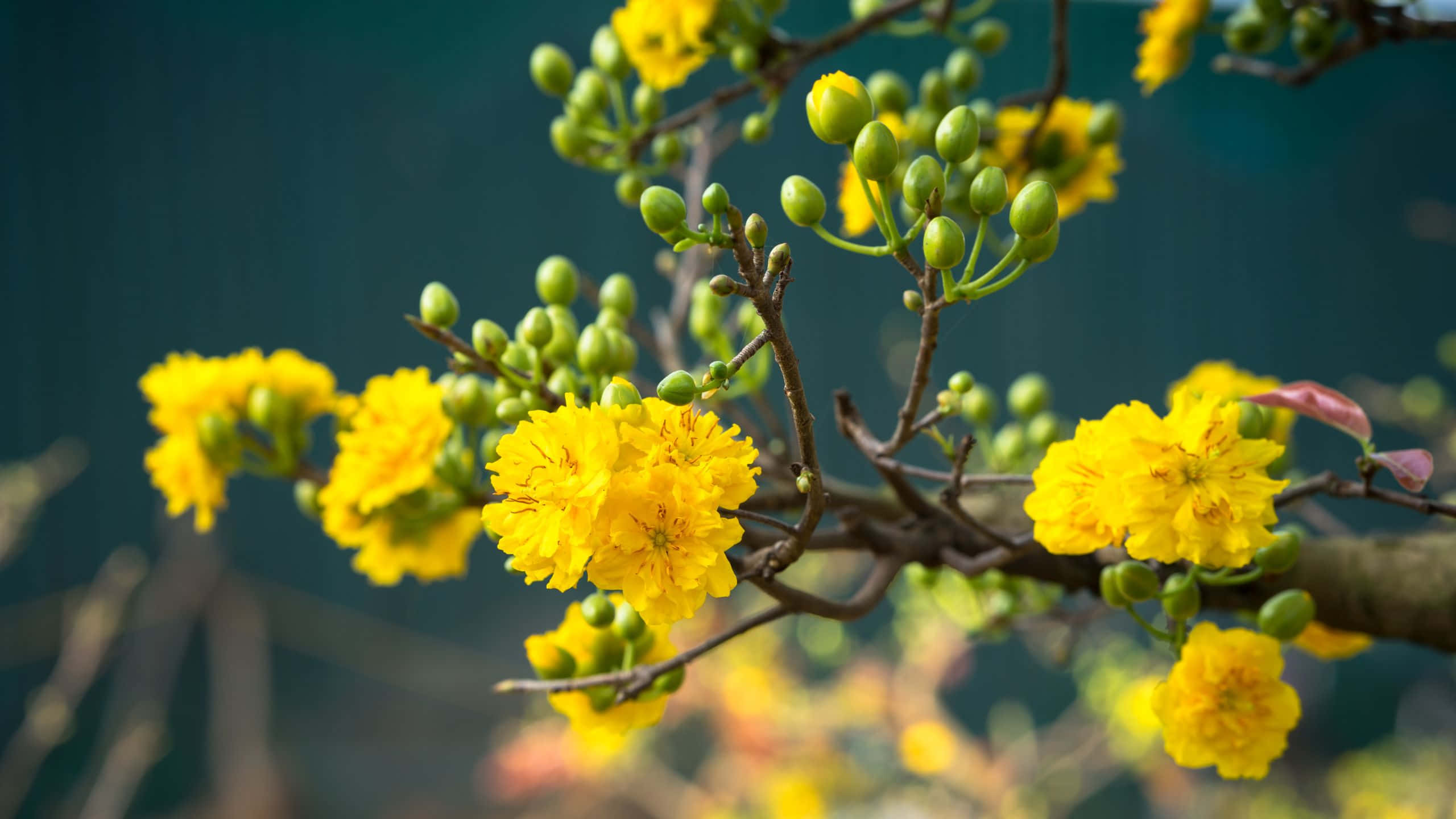 yellow aesthetic, vibrant yellow flowers, green buds, 2K Desktop Wallpaper