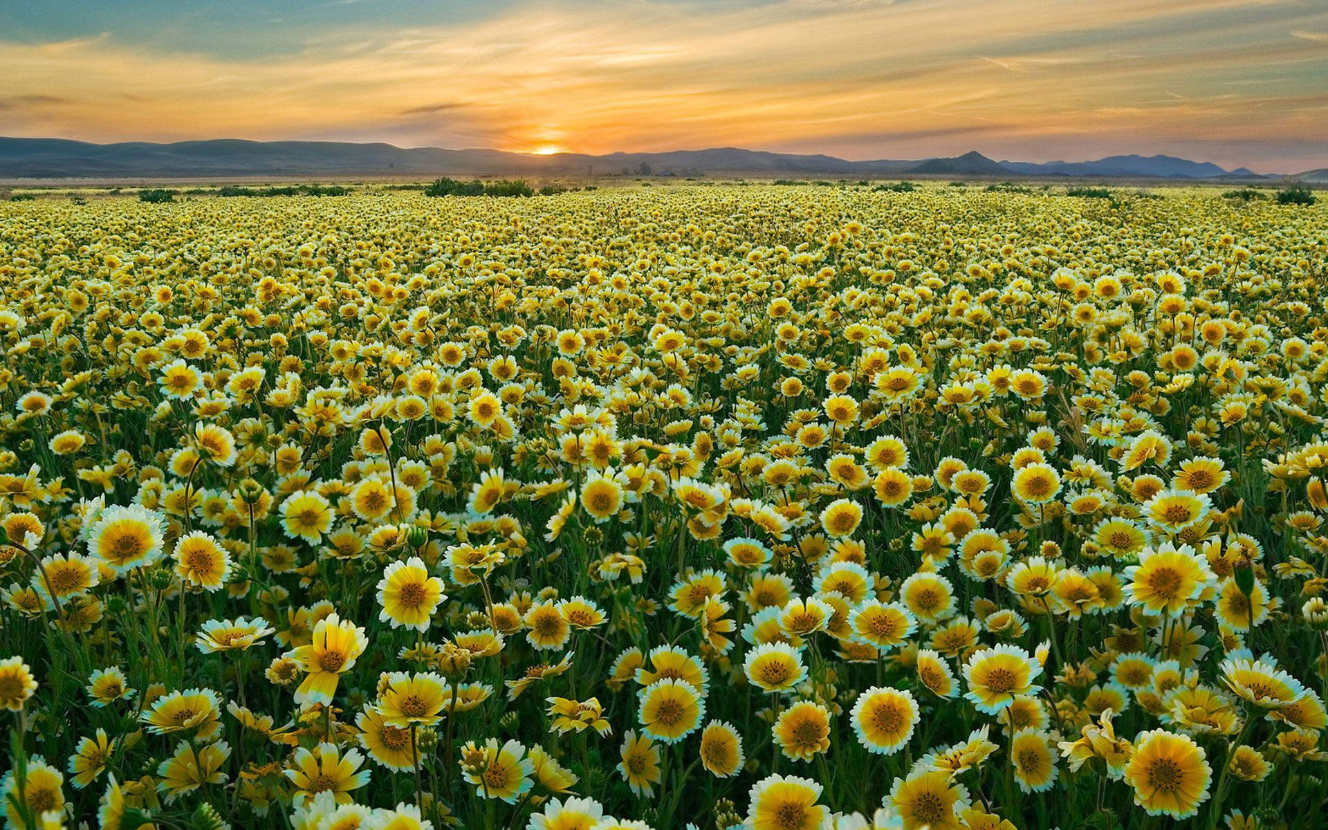 Tidy Tips, yellow and white daisies, vast field, Full HD Desktop Wallpaper