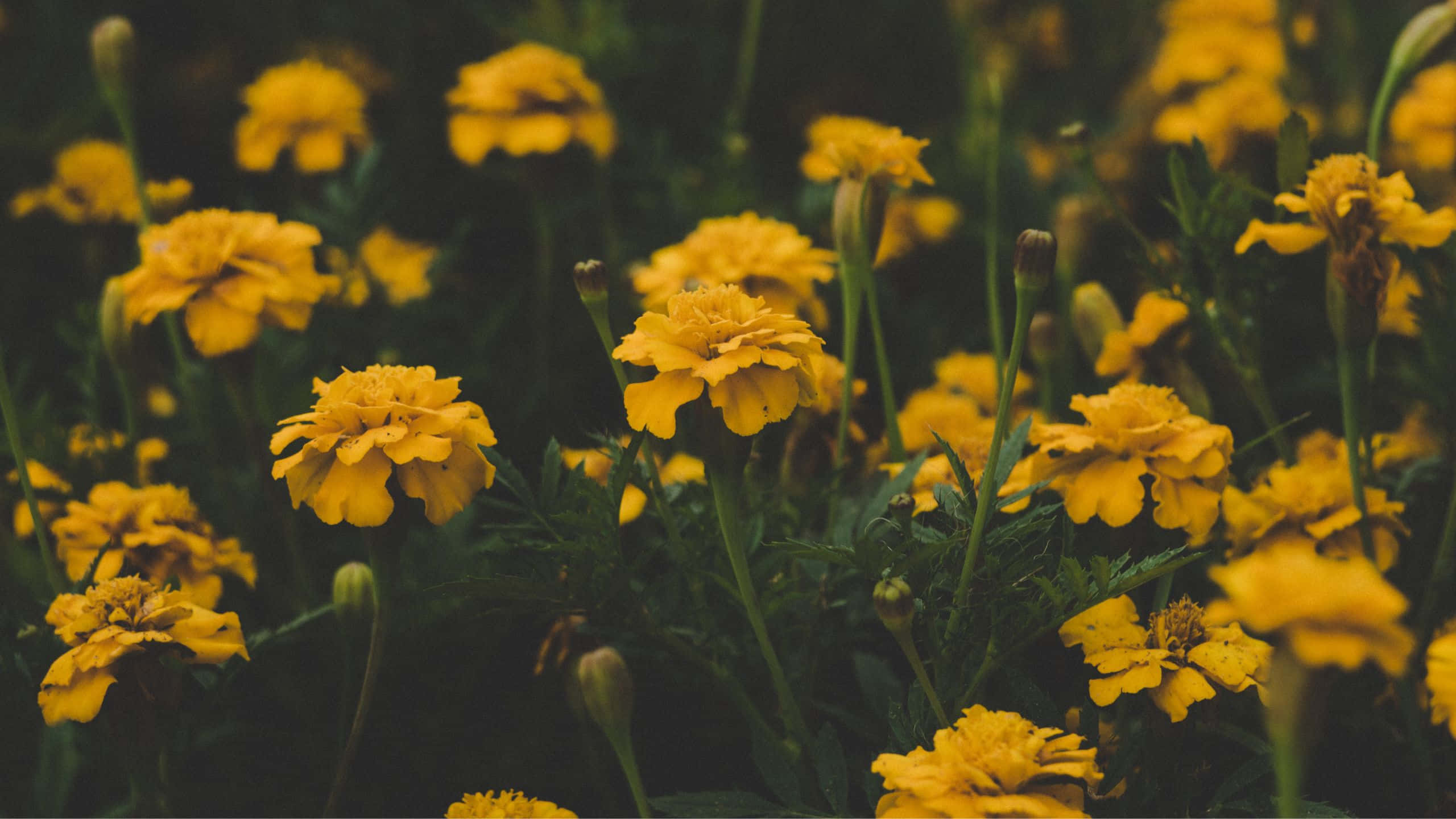yellow marigolds, dark green foliage, warm golden light, 2K Desktop Wallpaper