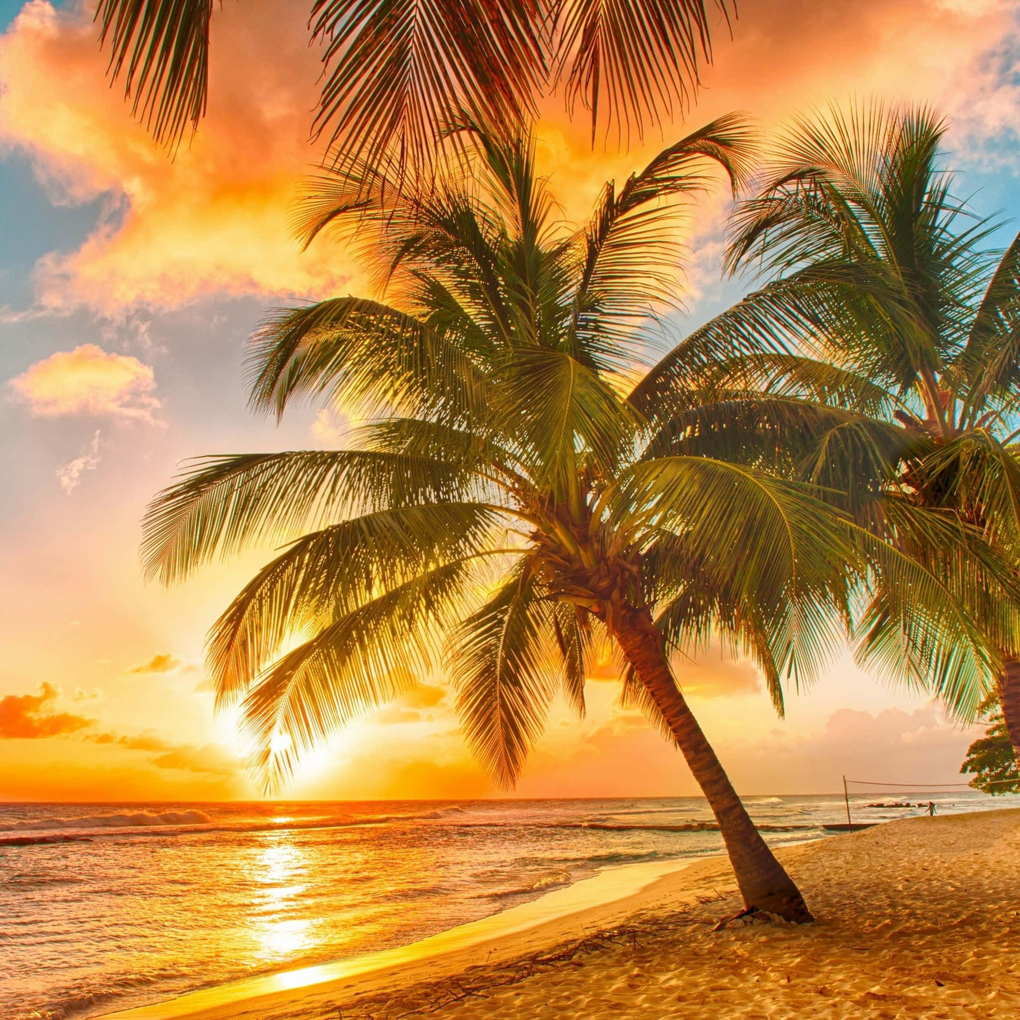 Yellow Beach, palm tree, golden sand, Full HD Desktop Wallpaper