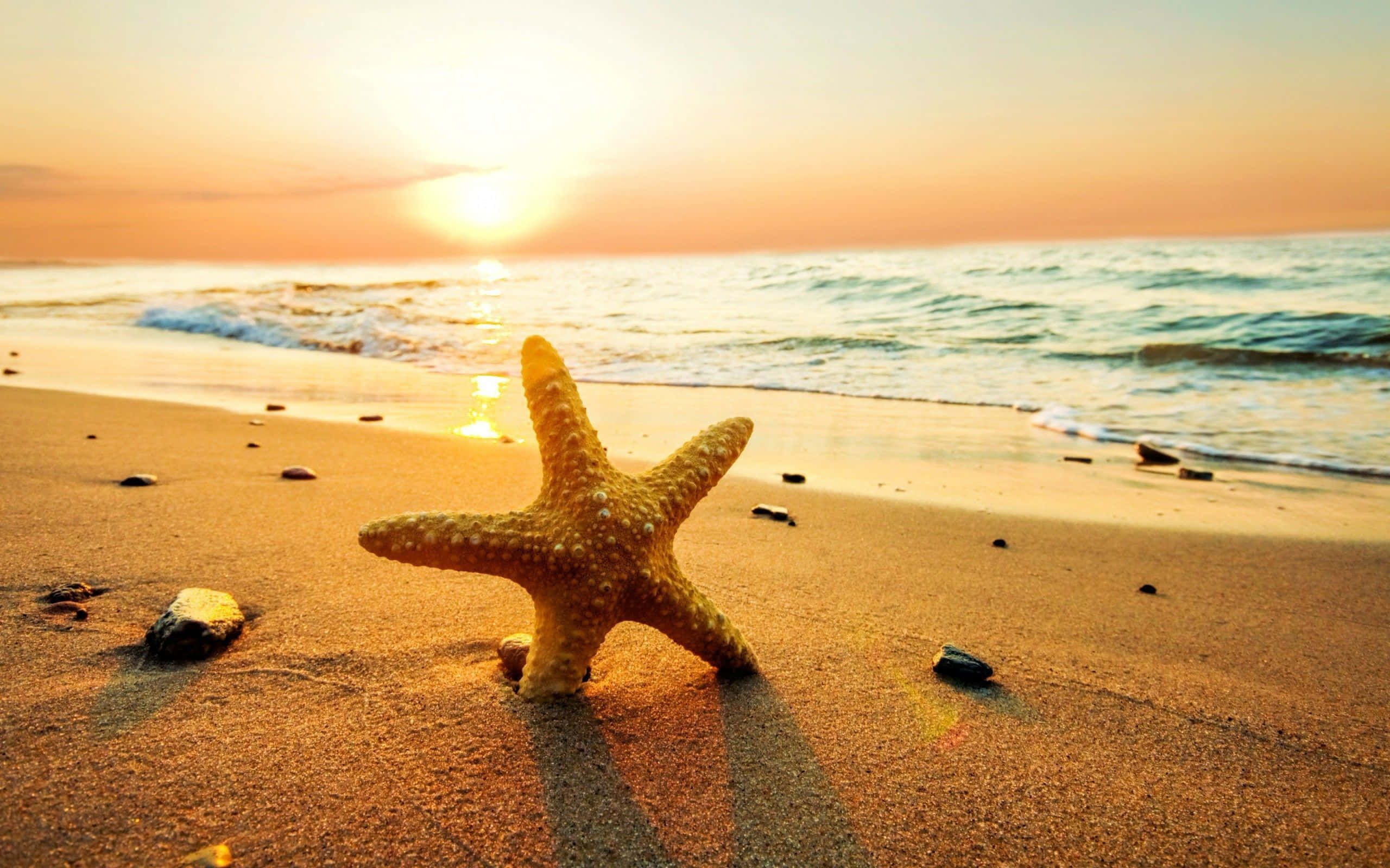 Yellow Beach, golden starfish, warm sand, 2K Desktop Wallpaper