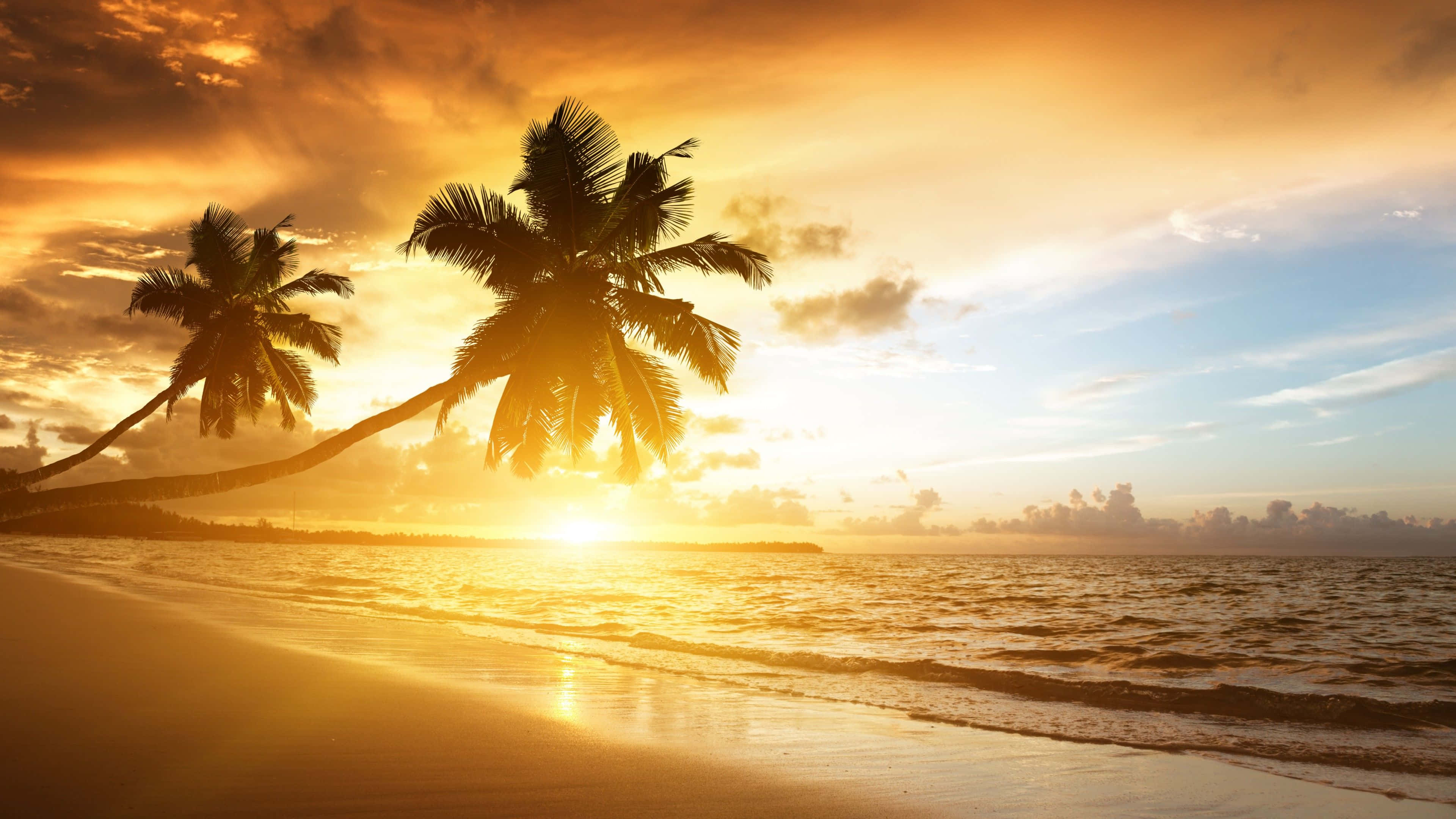 Yellow Beach, golden sunset, palm trees, 4K Desktop Wallpaper