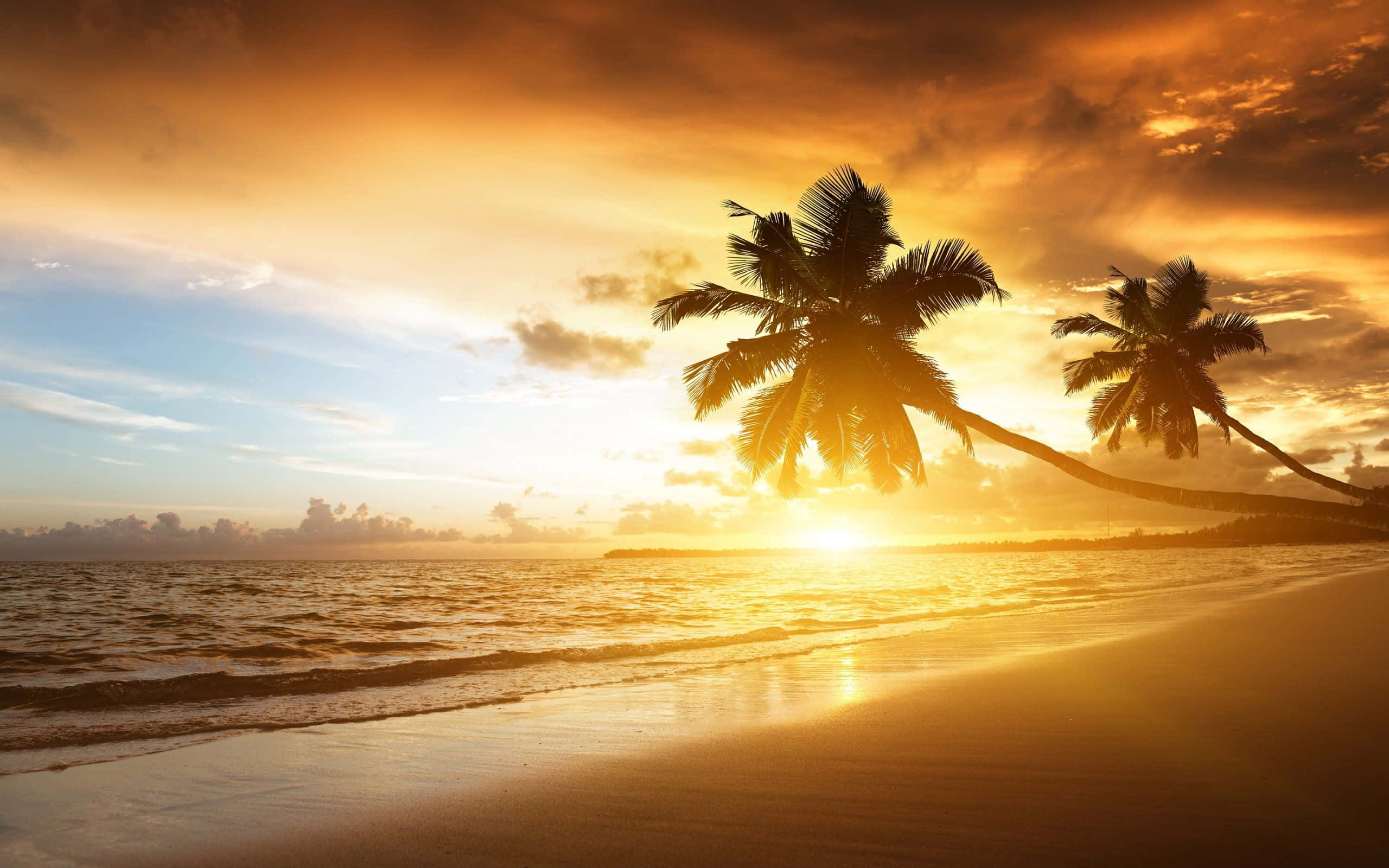 Yellow Beach, golden sunset, palm trees, 2K Desktop Wallpaper