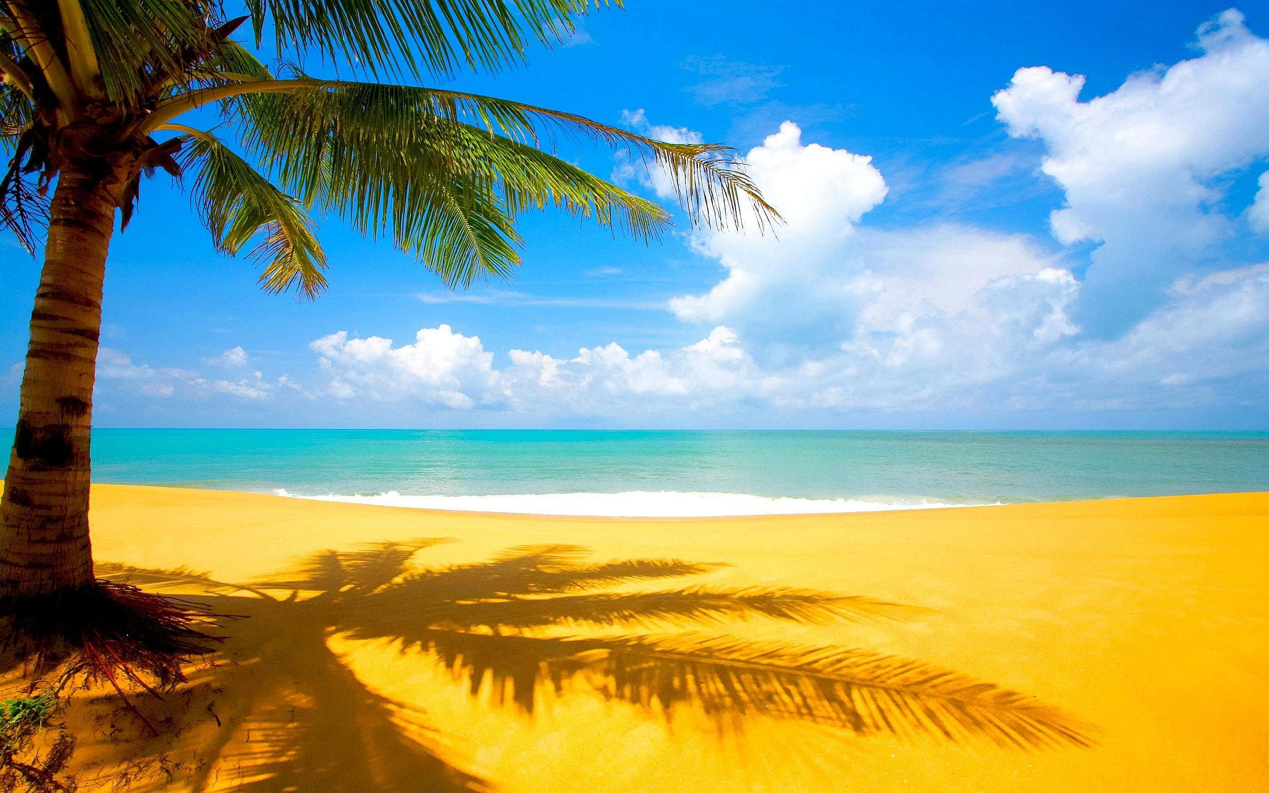 Yellow Beach, golden hour, palm tree, 2K Desktop Wallpaper
