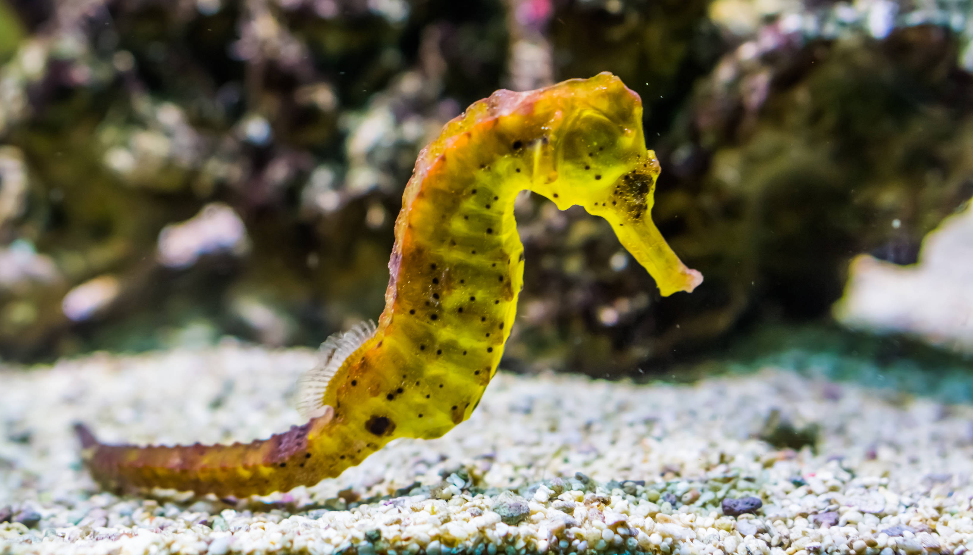 yellow seahorse, dark spots, sandy ocean floor, 2K Desktop Wallpaper