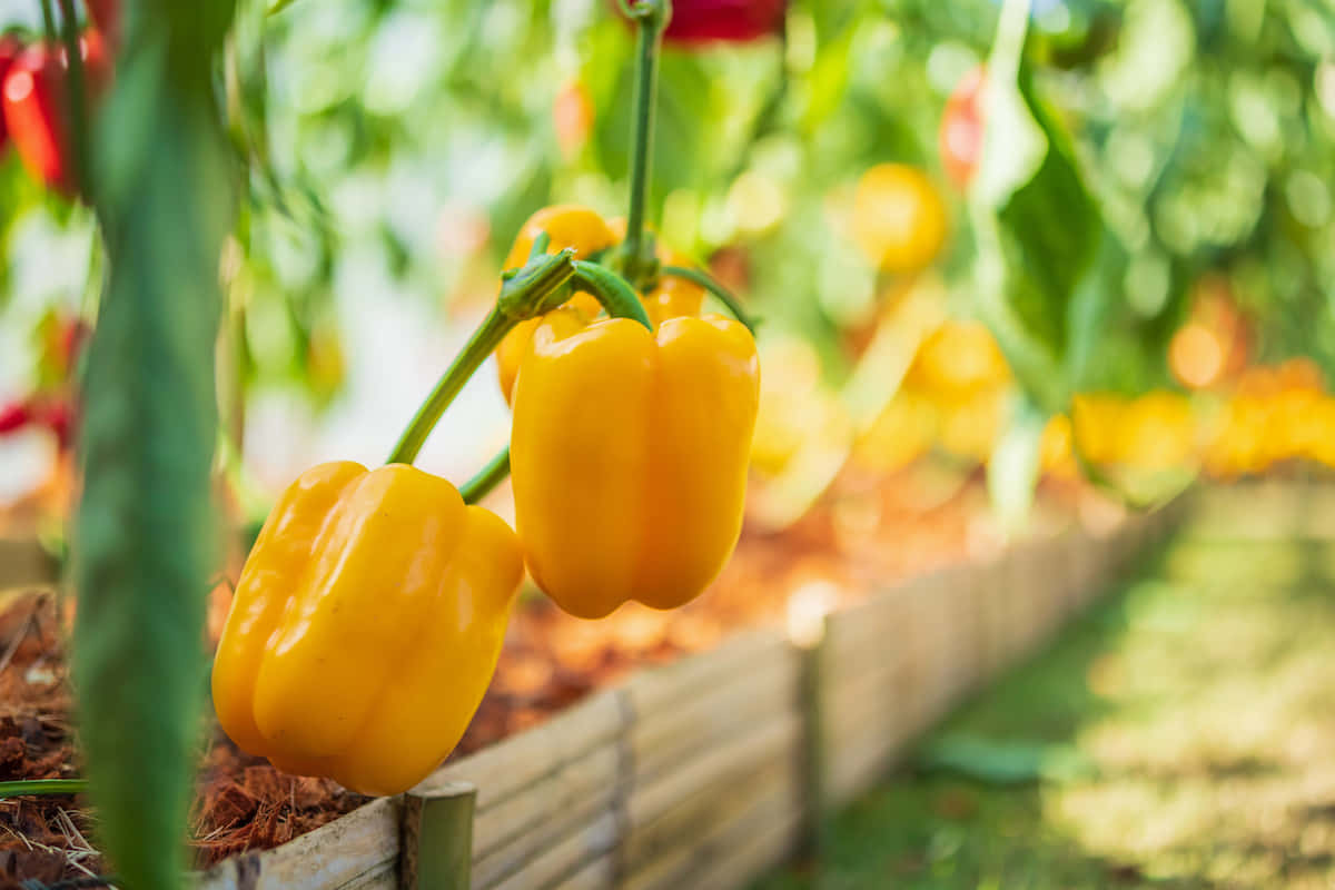 Yellow Bell Pepper, sunlit garden bed, vines, SD Desktop Wallpaper