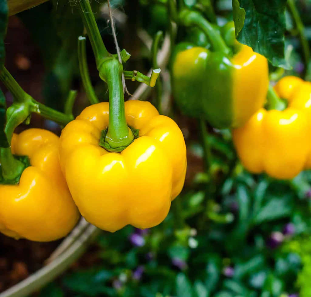 Yellow Bell Pepper, wooden surface, sunlit garden, SD Desktop Wallpaper