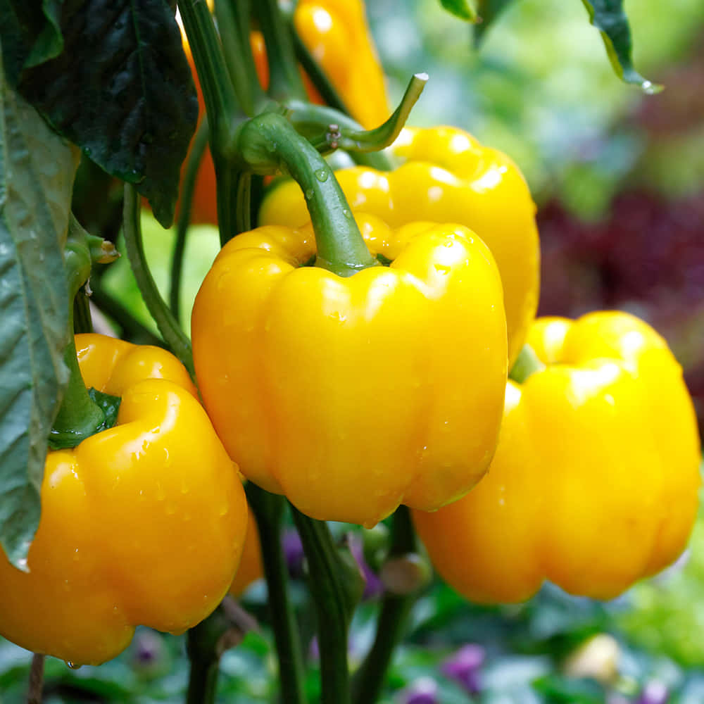 Yellow Bell Pepper, vibrant yellow, dewdrops, SD Desktop Wallpaper