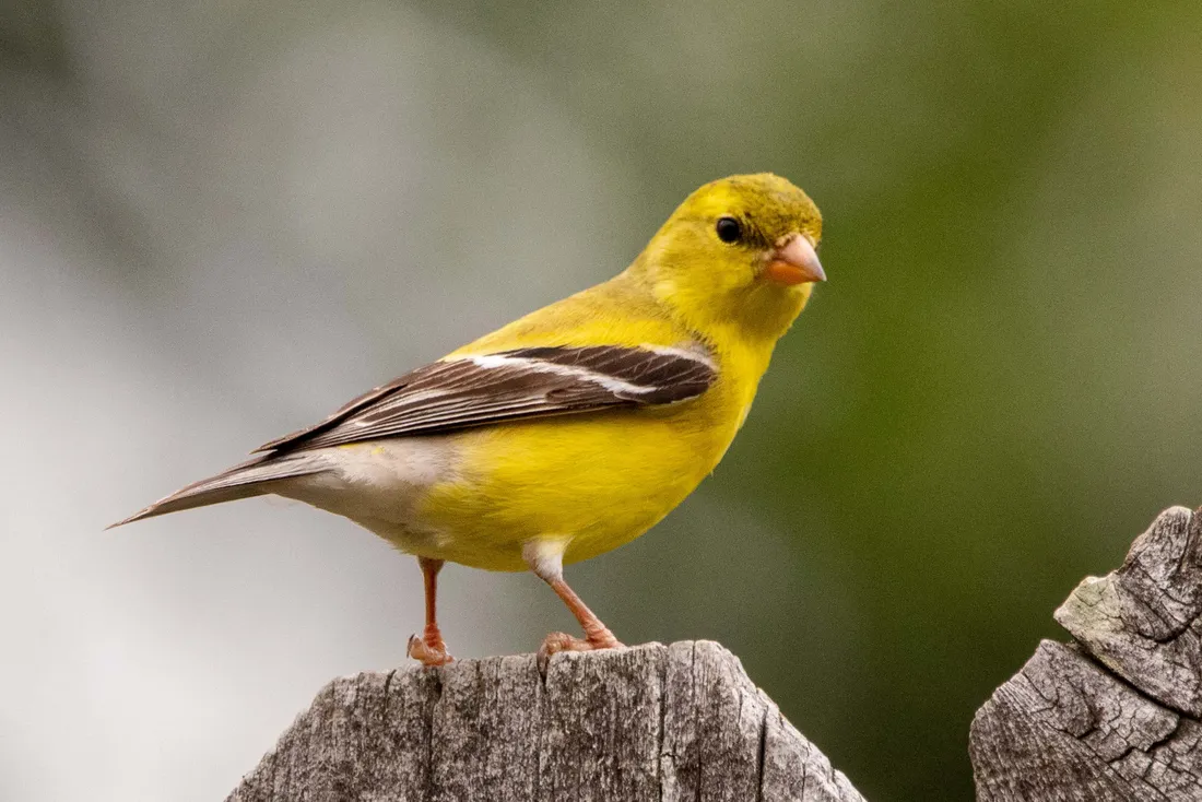 Yellow Canary