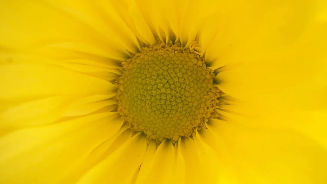 Yellow Coneflower
