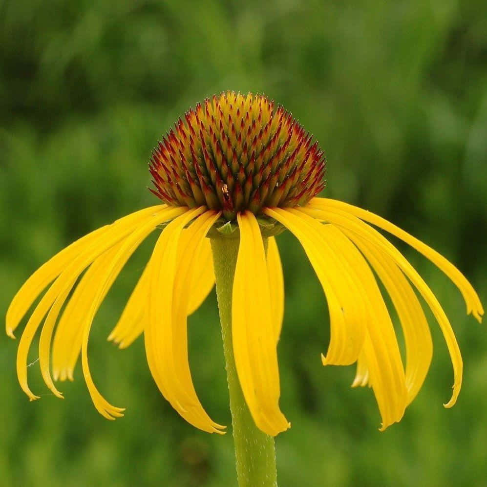 Yellow Coneflower, vibrant yellow coneflower, drooping petals, SD Desktop Wallpaper