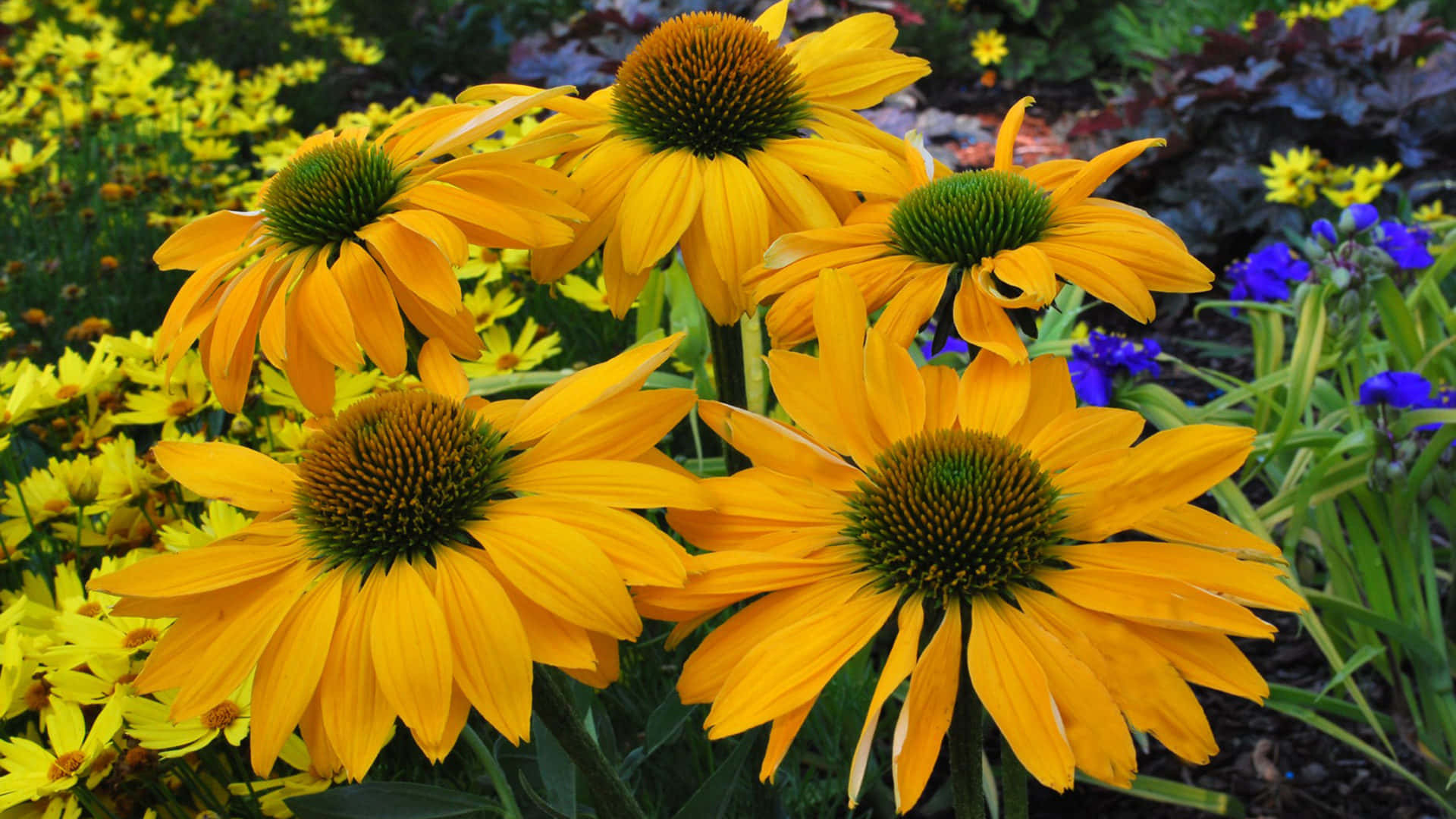 Yellow Coneflower, lush garden bed, purple and green foliage, Full HD Desktop Wallpaper