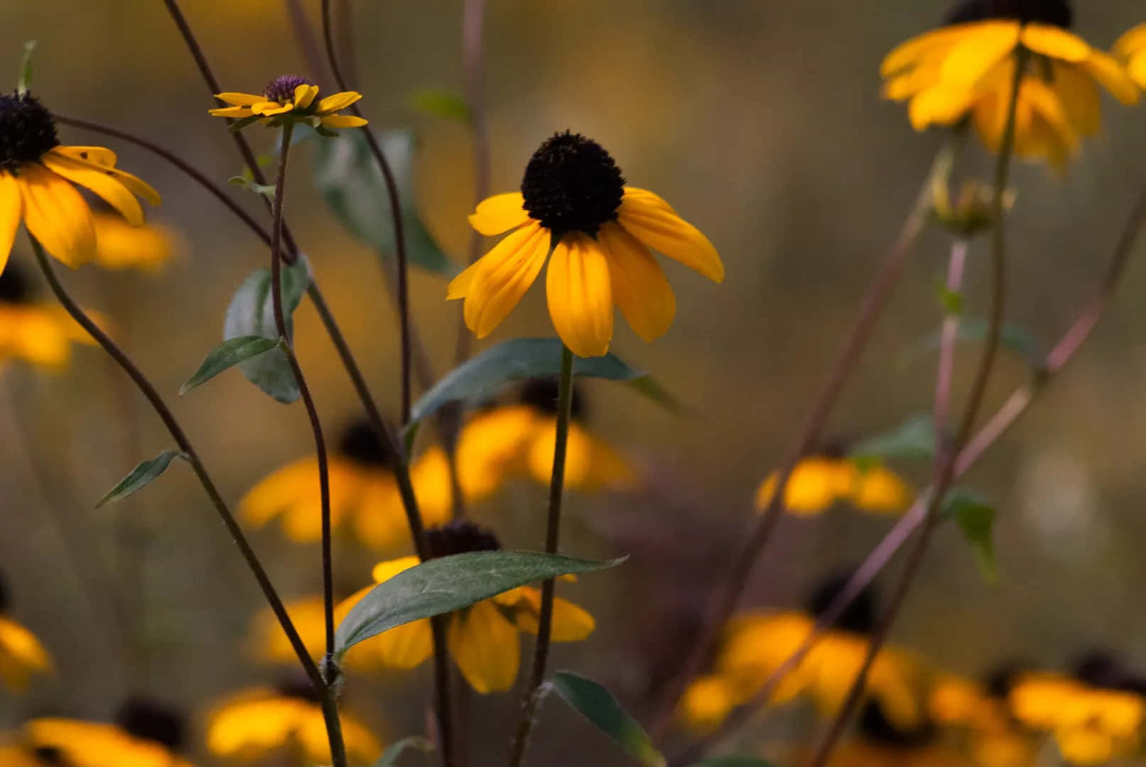 Yellow Coneflower, black-eyed susans, vibrant yellow, HD Desktop Wallpaper