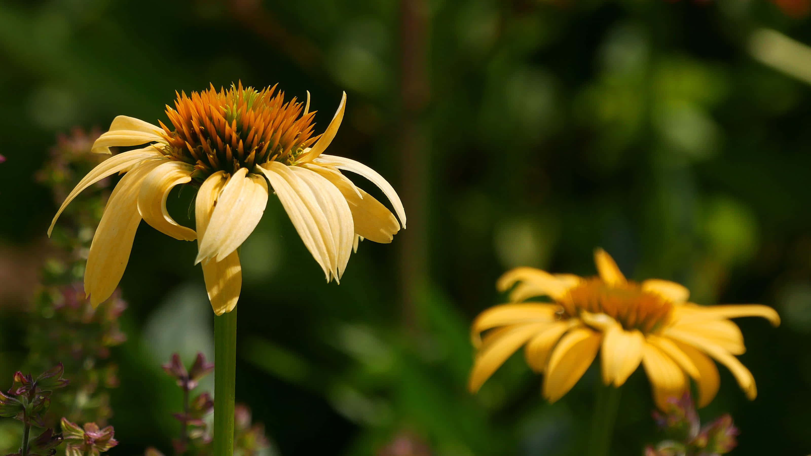 Yellow Coneflower, vibrant yellow coneflower, drooping petals, 2K Desktop Wallpaper