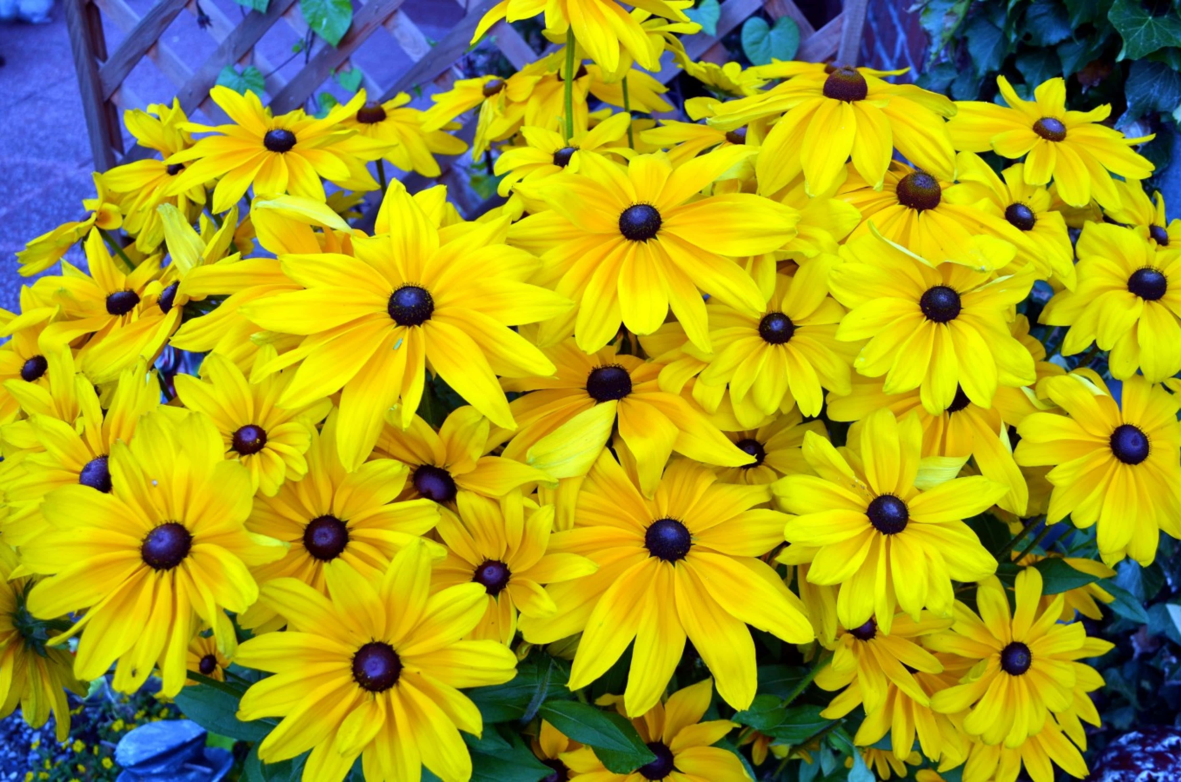 Yellow Coneflower, black-eyed susans, sunlit garden bed, 4K Desktop Wallpaper