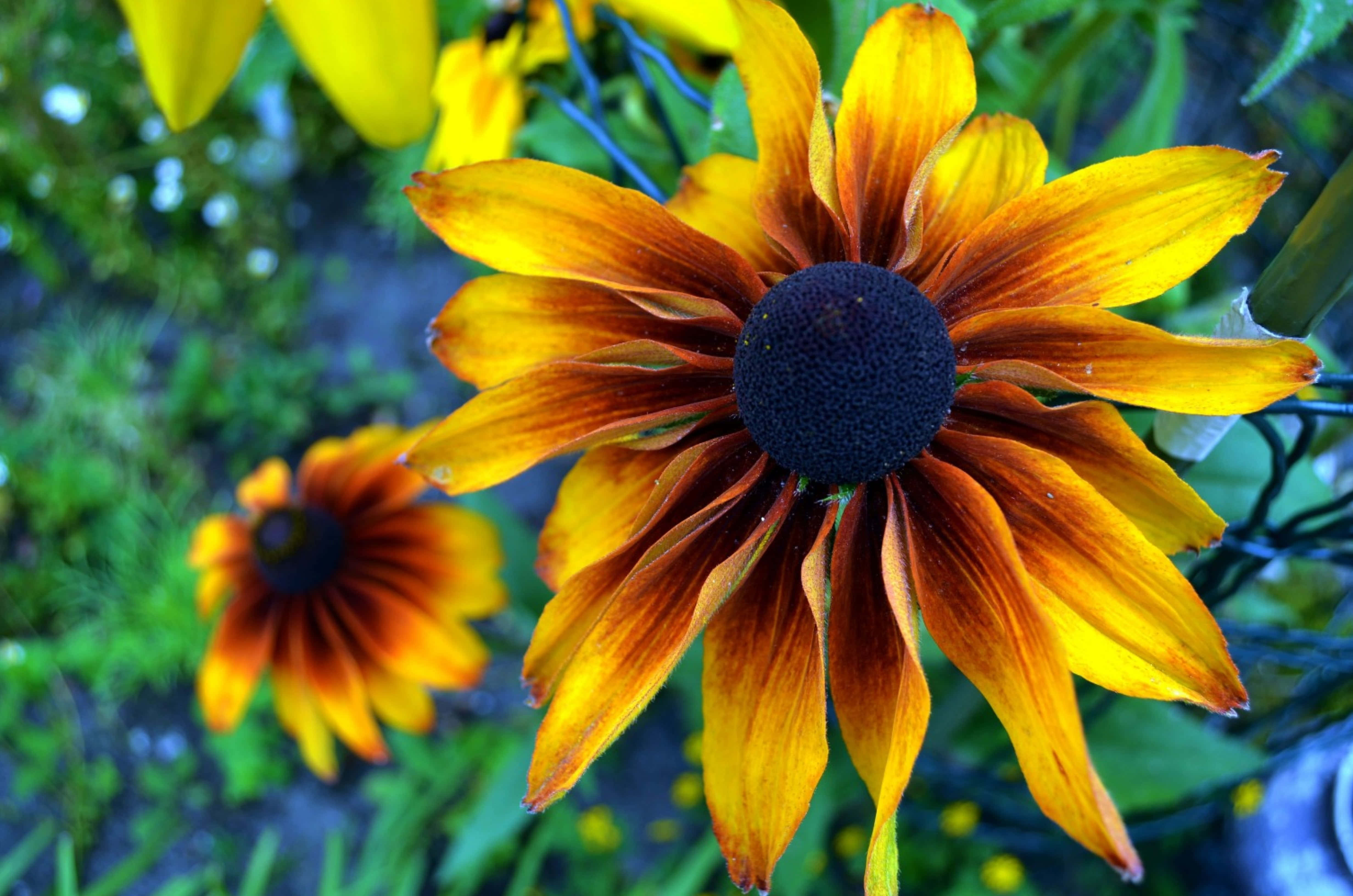 Yellow Coneflower, black-eyed susan, vibrant yellow, 4K Desktop Wallpaper