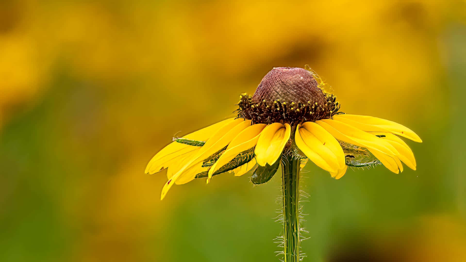 Yellow Coneflower, dark brown center, golden yellow, Full HD Desktop Wallpaper