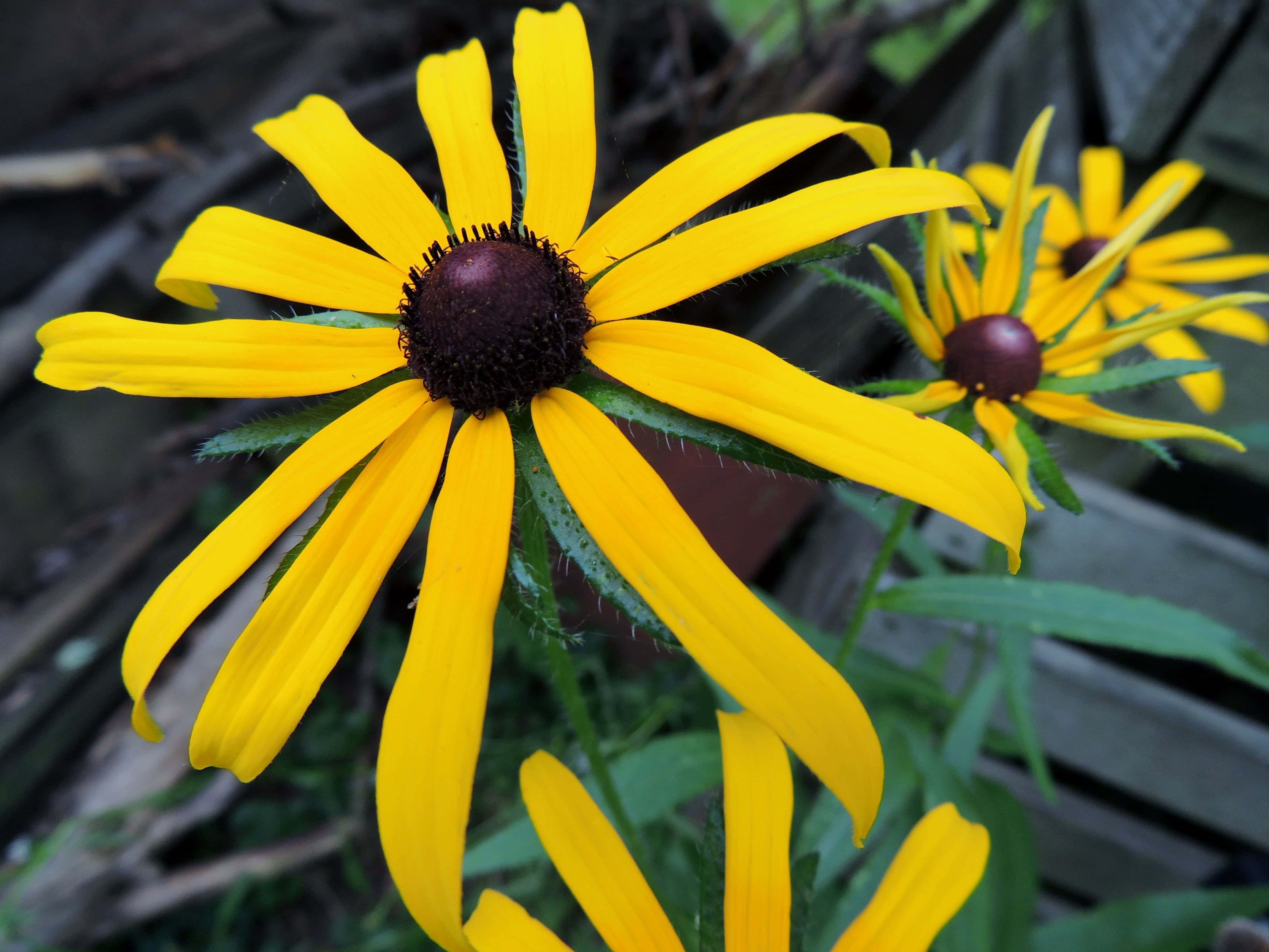 Yellow Coneflower, black-eyed susans, dark brown centers, 4K Desktop Wallpaper