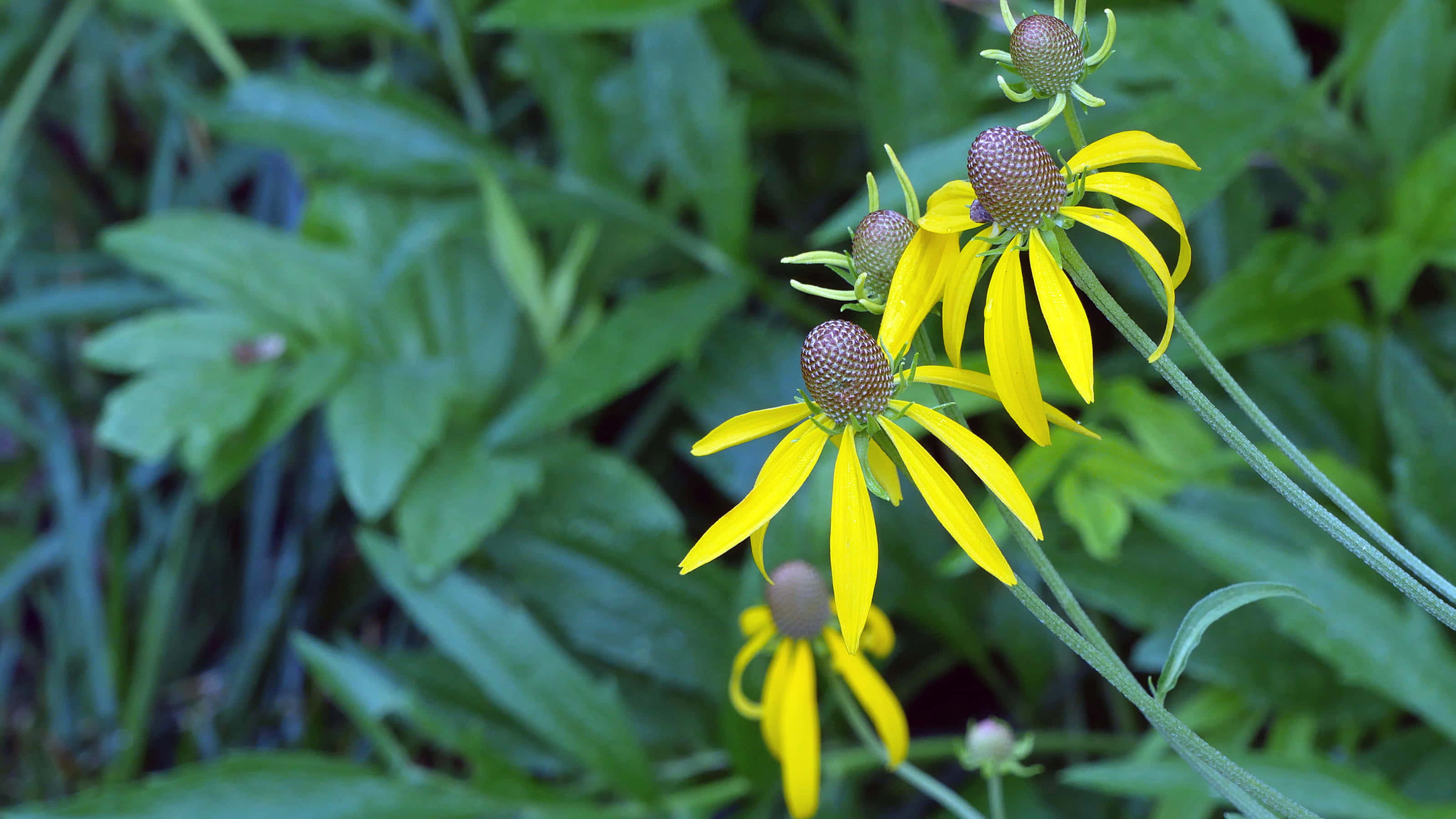 Yellow Coneflower, vibrant yellow, drooping petals, 2K Desktop Wallpaper