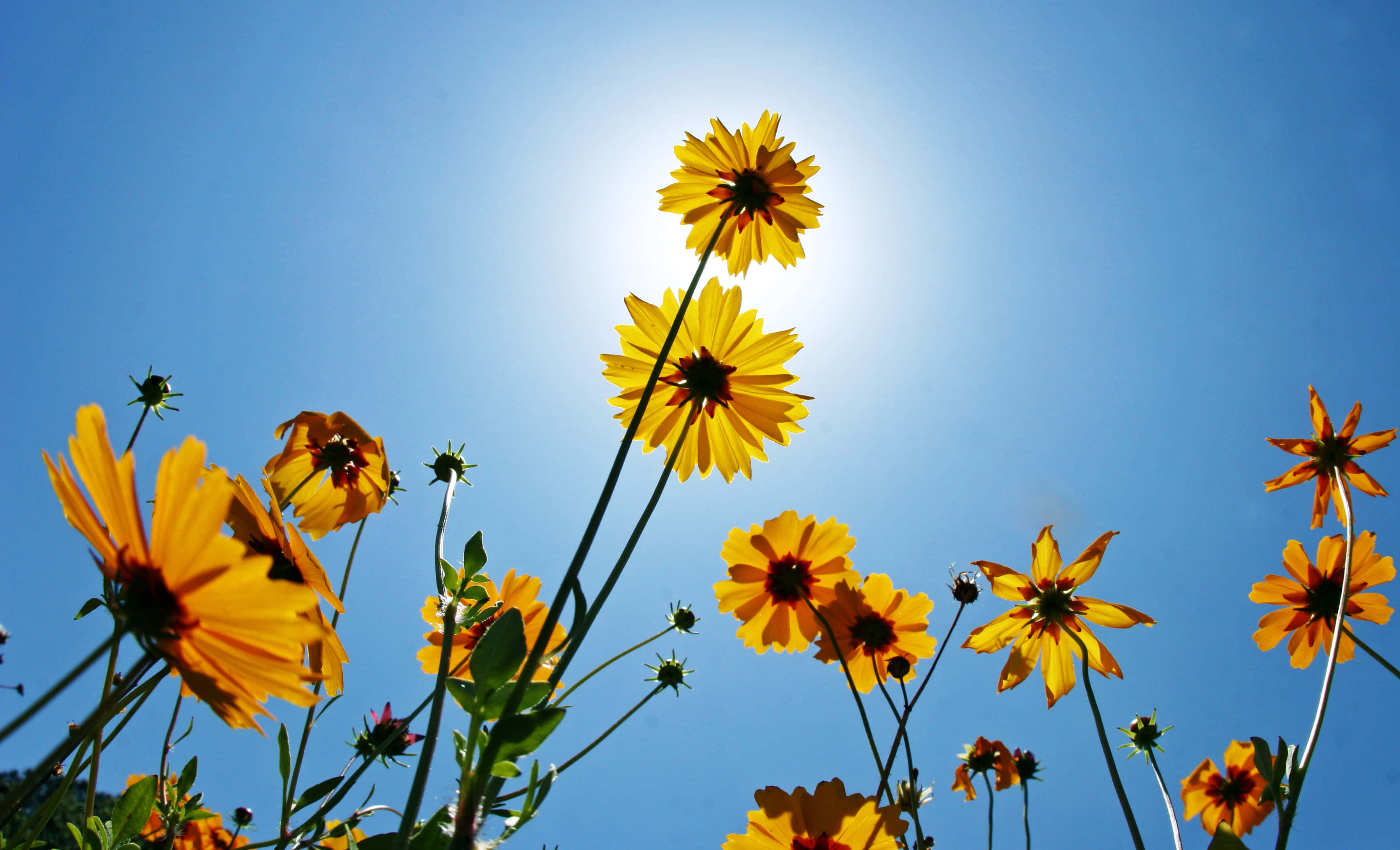 Yellow Coneflower, vibrant yellow, clear blue sky, 2K Desktop Wallpaper