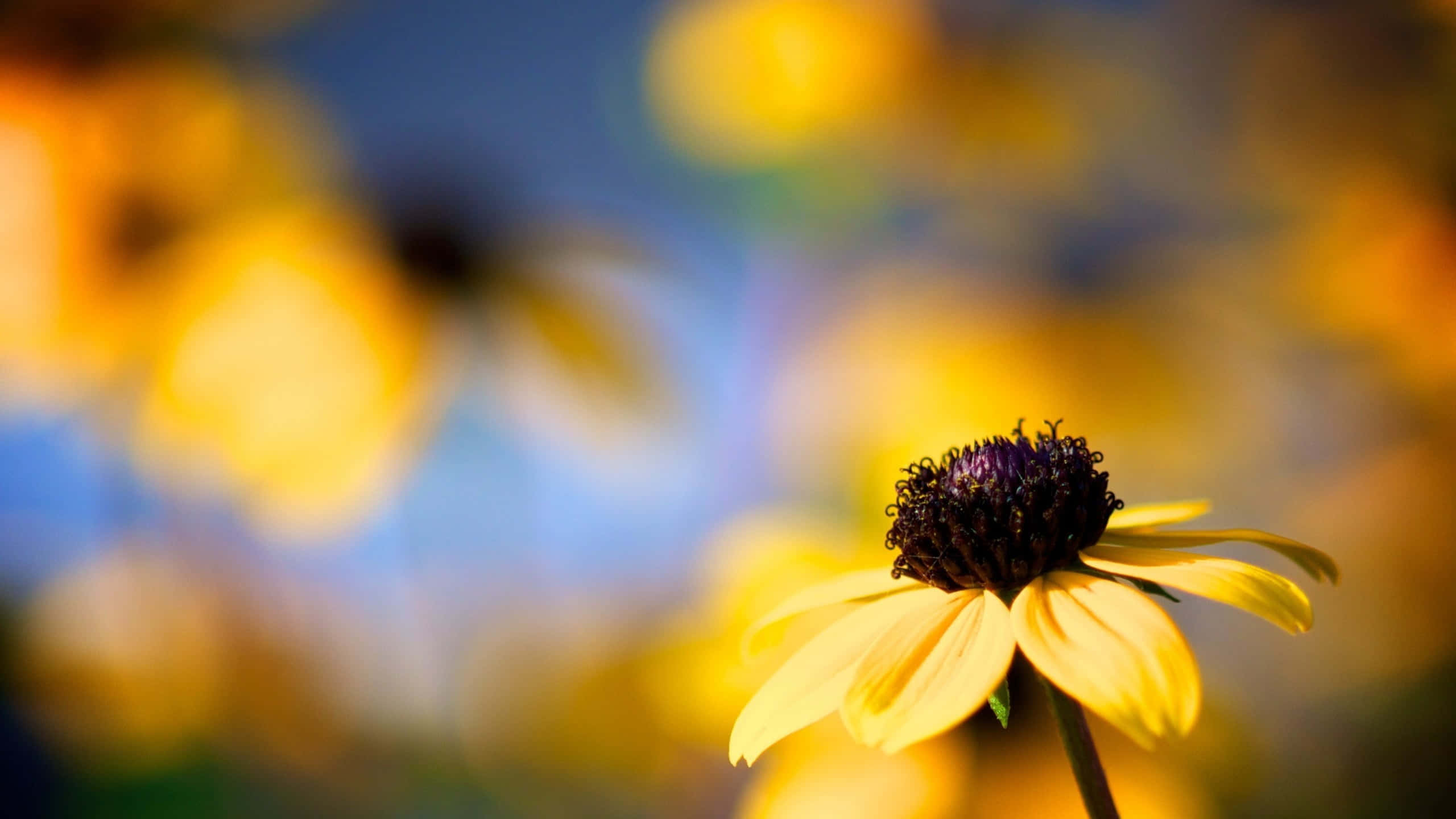 Yellow Coneflower, vibrant yellow flower, dark center, 2K Desktop Wallpaper