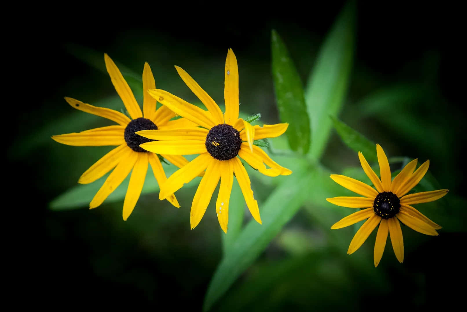 Yellow Coneflower, black-eyed susans, vibrant yellow, HD Desktop Wallpaper