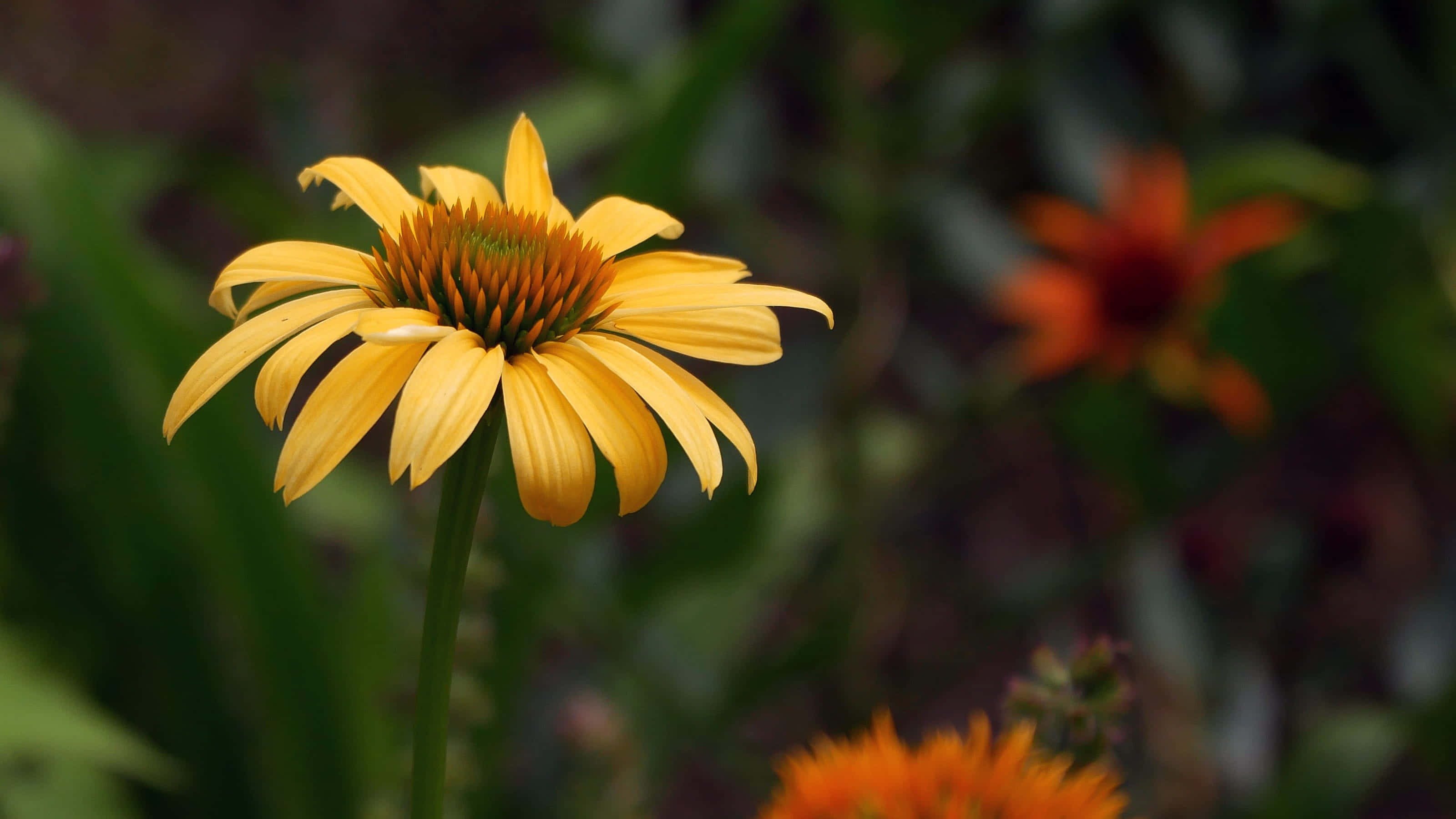 Yellow Coneflower, vibrant yellow coneflower, lush green garden, 2K Desktop Wallpaper
