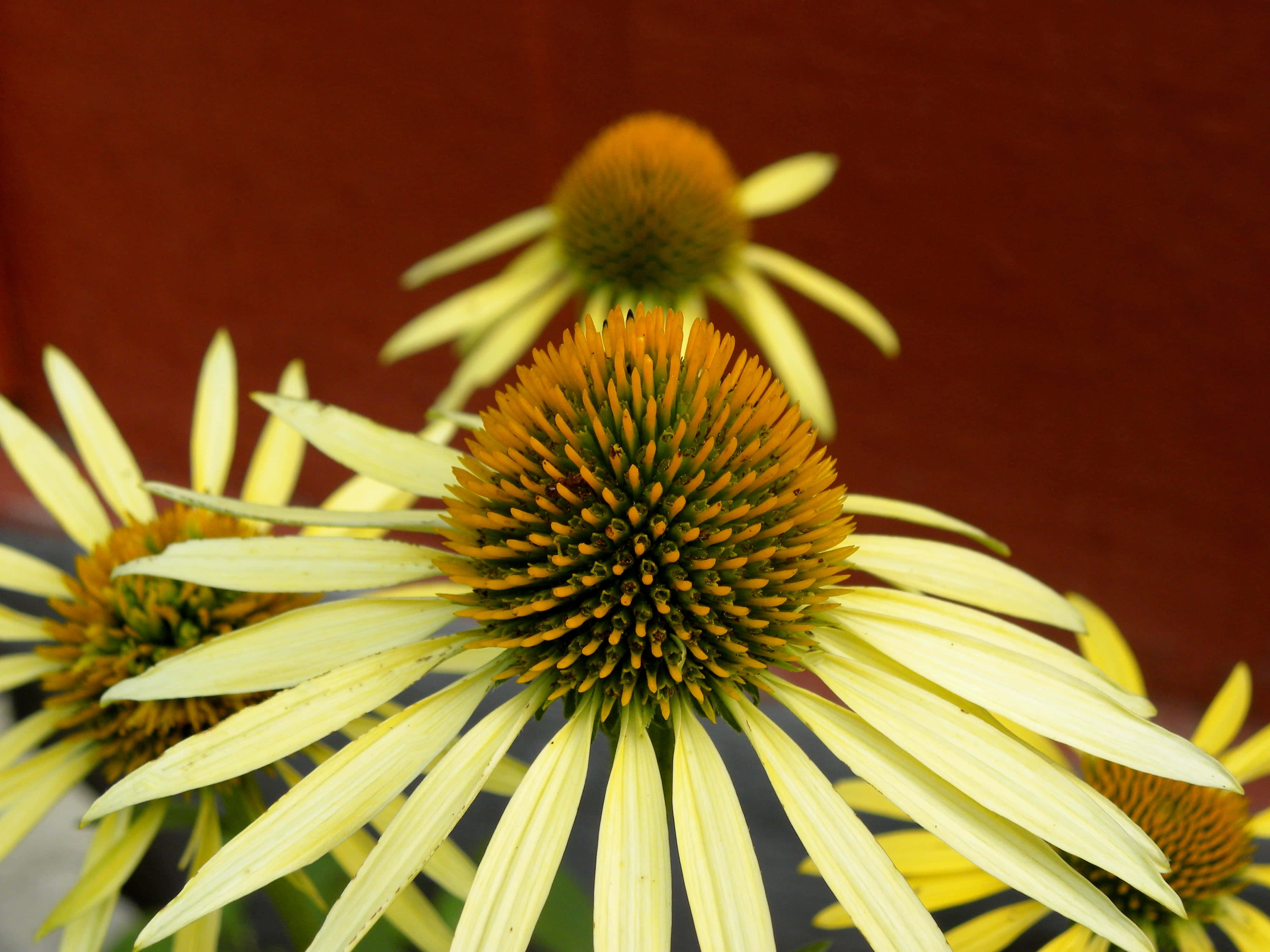 Yellow Coneflower, pale yellow, spiky orange centers, 4K Desktop Wallpaper