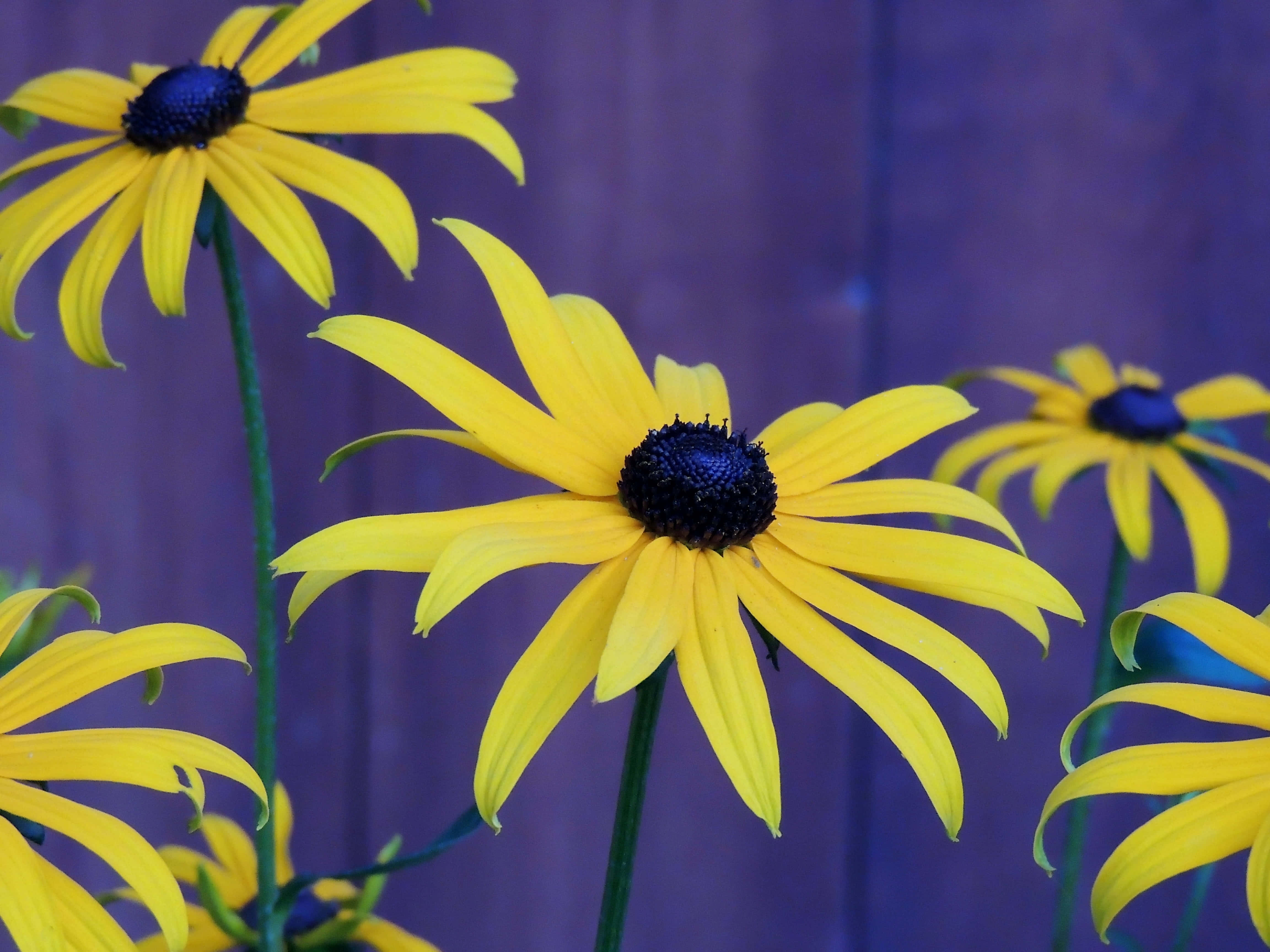 Yellow Coneflower, black-eyed susans, deep purple wooden fence, 4K Desktop Wallpaper