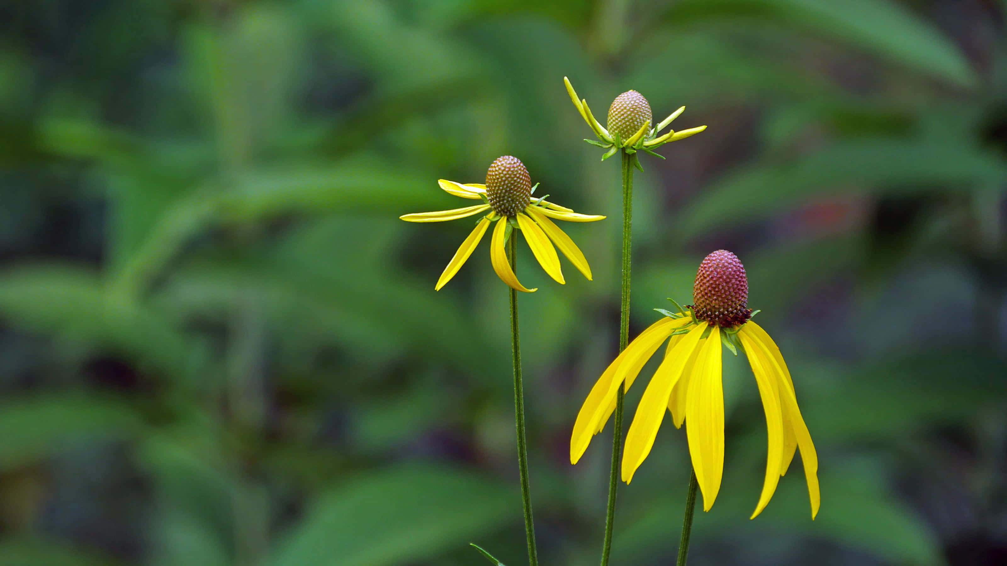 Yellow Coneflower, vibrant yellow coneflowers, purple centers, 2K Desktop Wallpaper