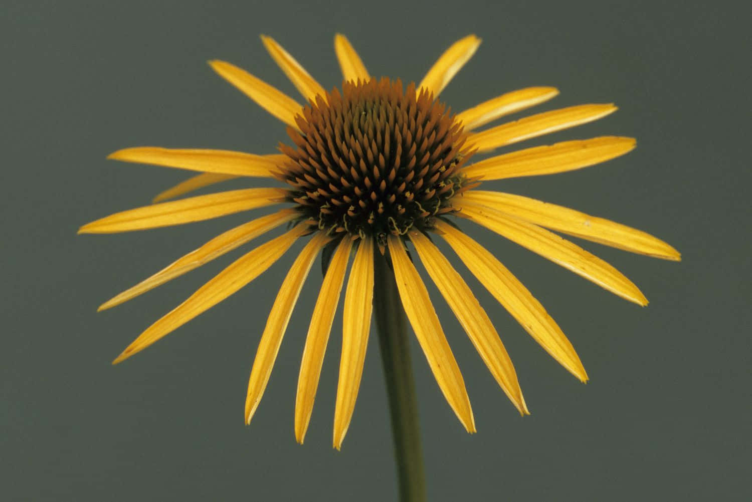 Yellow Coneflower, vibrant yellow coneflower, spiky petals, HD Desktop Wallpaper