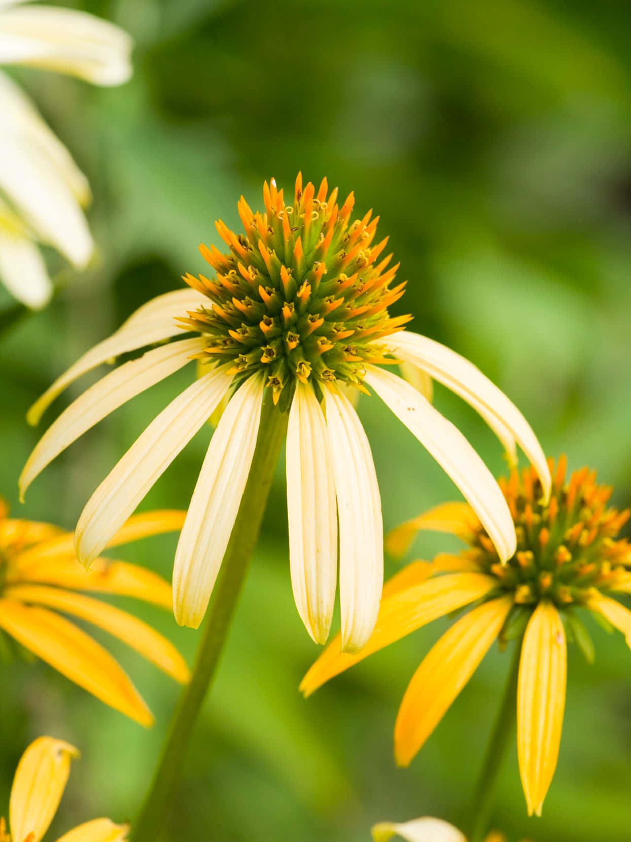 Yellow Coneflower, pale yellow, orange center, HD Phone Wallpaper