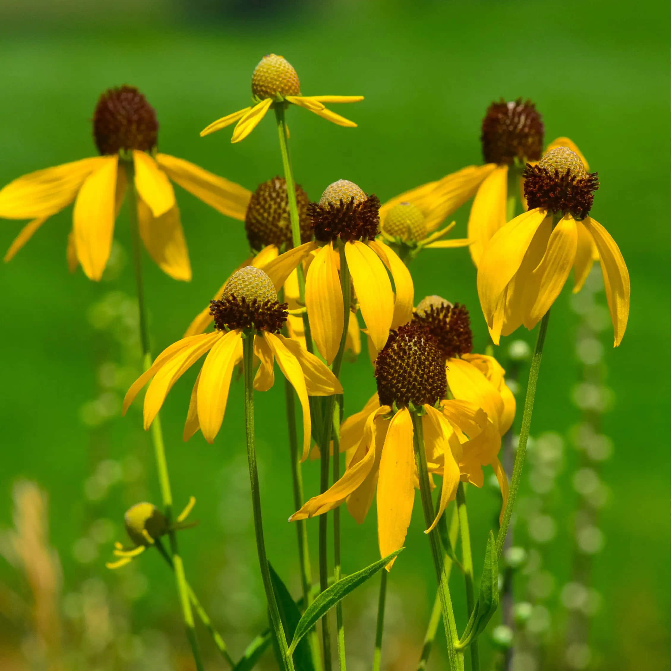Yellow Coneflower, vibrant yellow, dark brown centers, Full HD Desktop Wallpaper