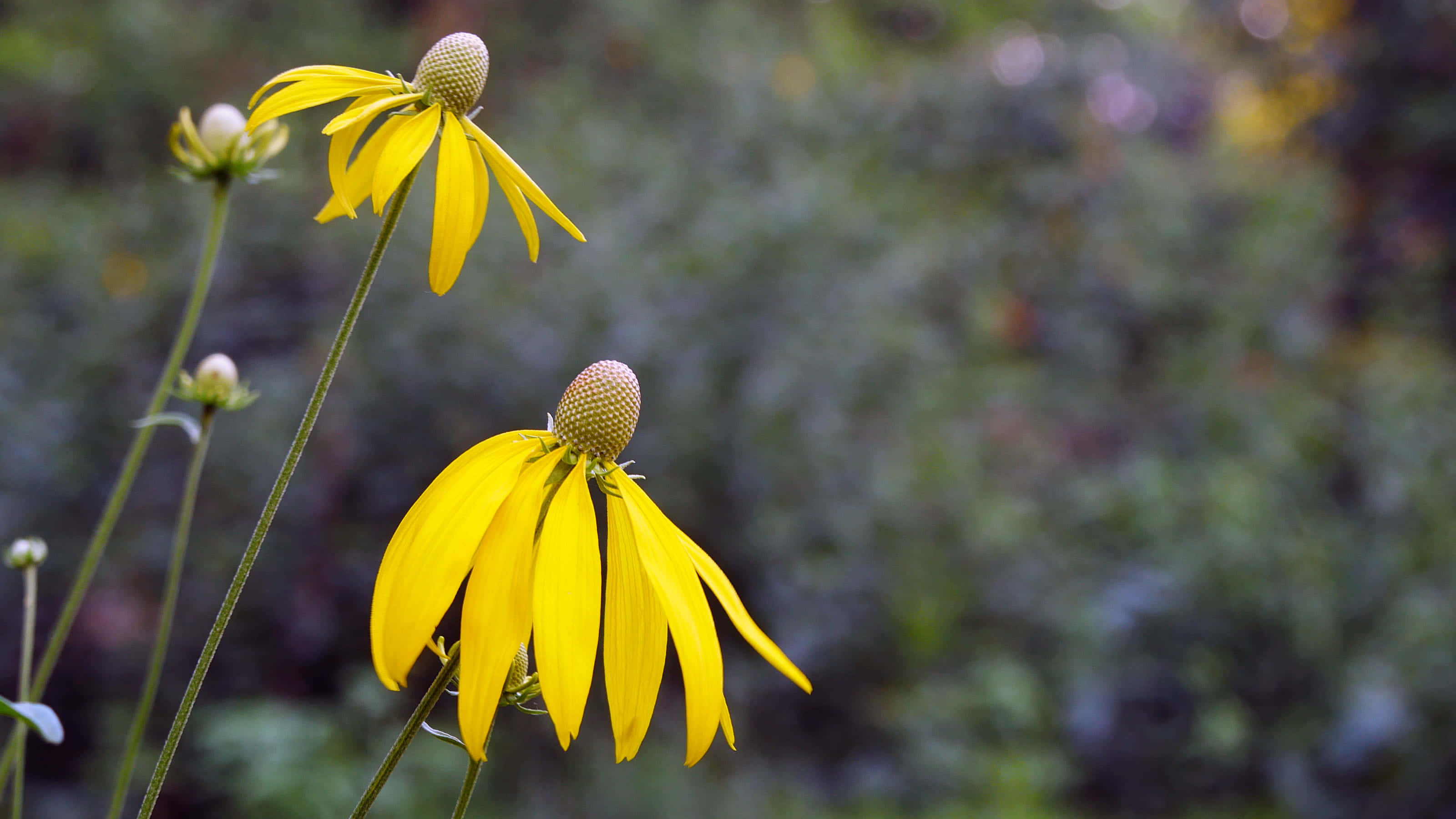 Yellow Coneflower, vibrant yellow, drooping petals, 2K Desktop Wallpaper