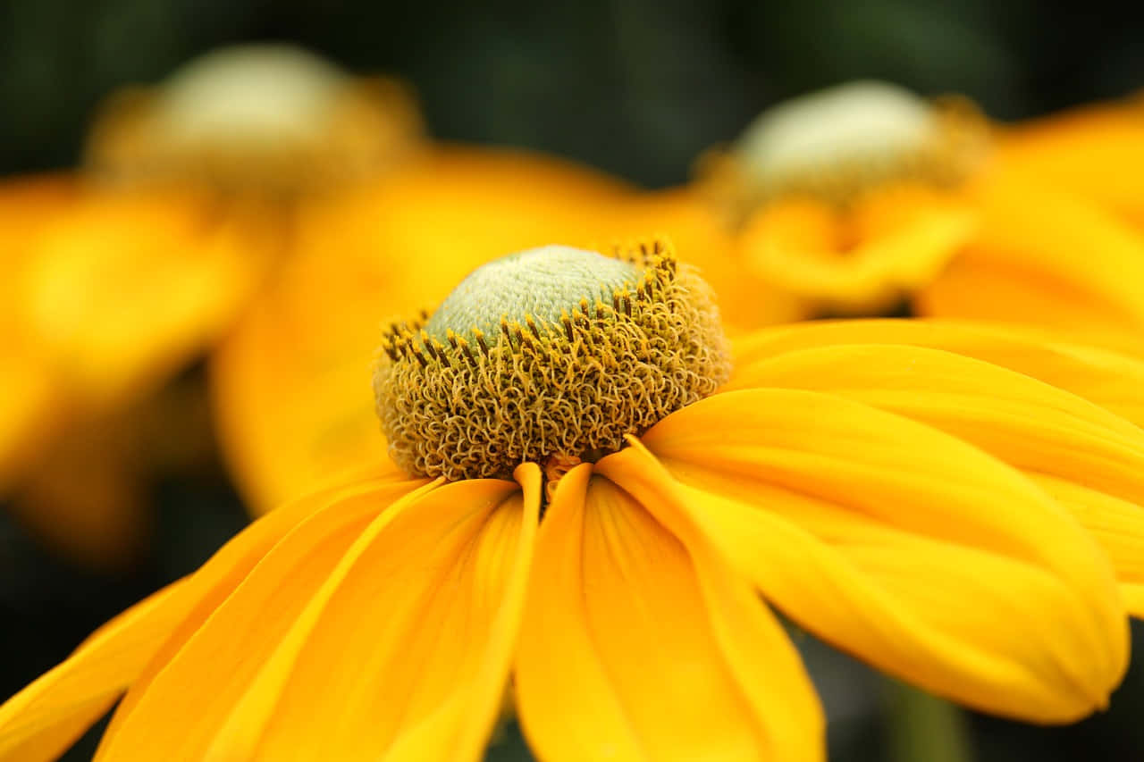 Yellow Coneflower, vibrant yellow coneflower, sharp focus, HD Desktop Wallpaper