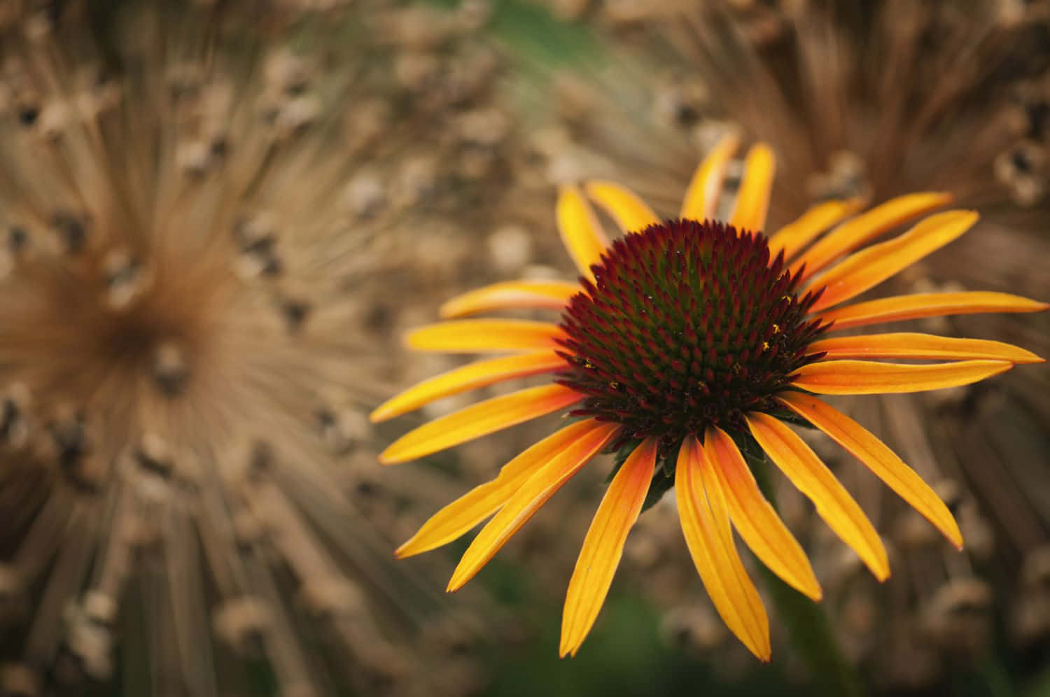 Yellow Coneflower, vibrant orange coneflower, dark red center, HD Desktop Wallpaper