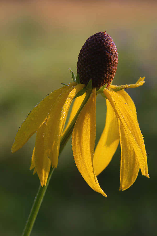 Yellow Coneflower, vibrant yellow coneflower, dew drops, SD Phone Wallpaper