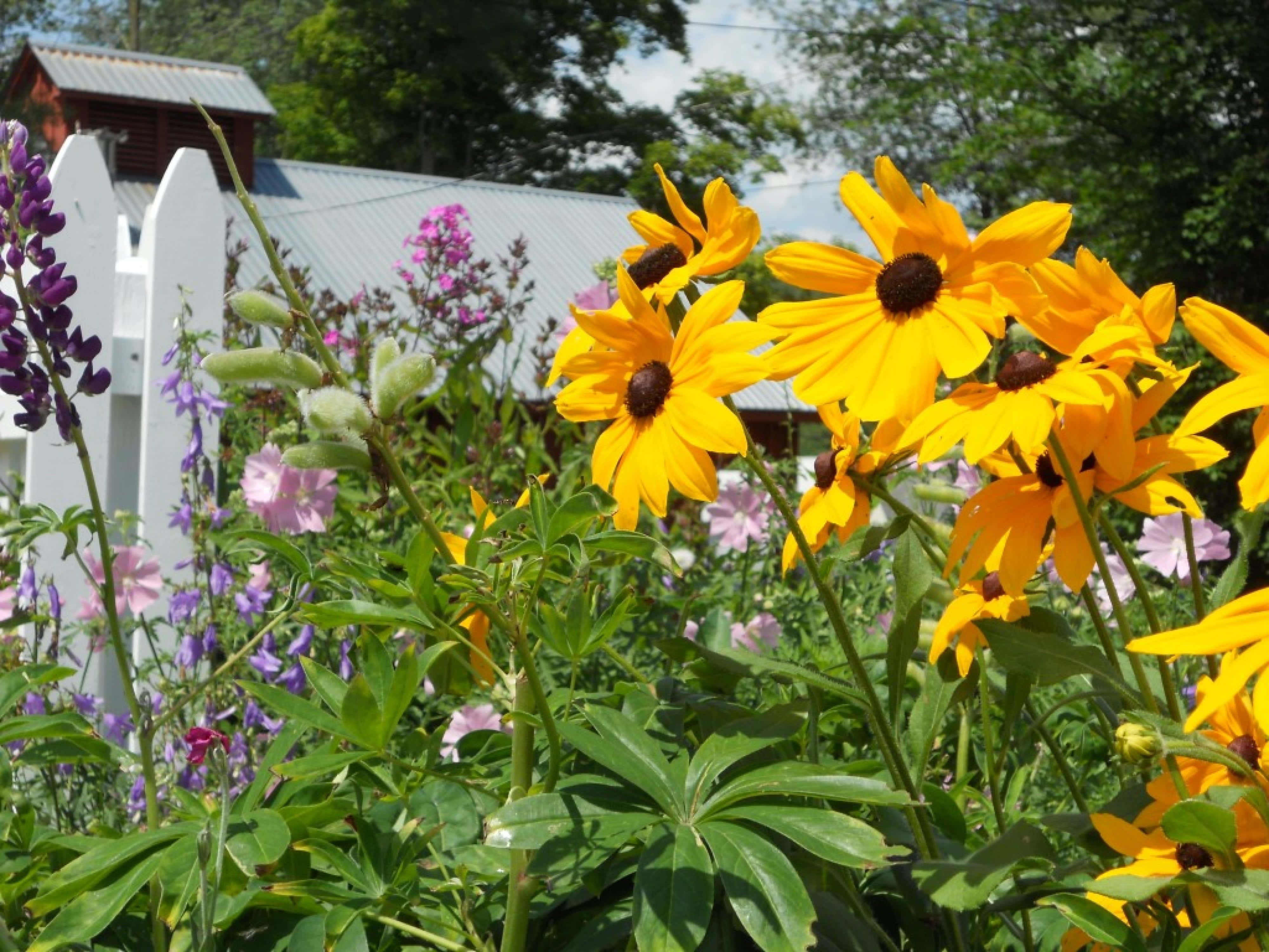 Yellow Coneflower, black-eyed susans, white picket fence, 4K Desktop Wallpaper