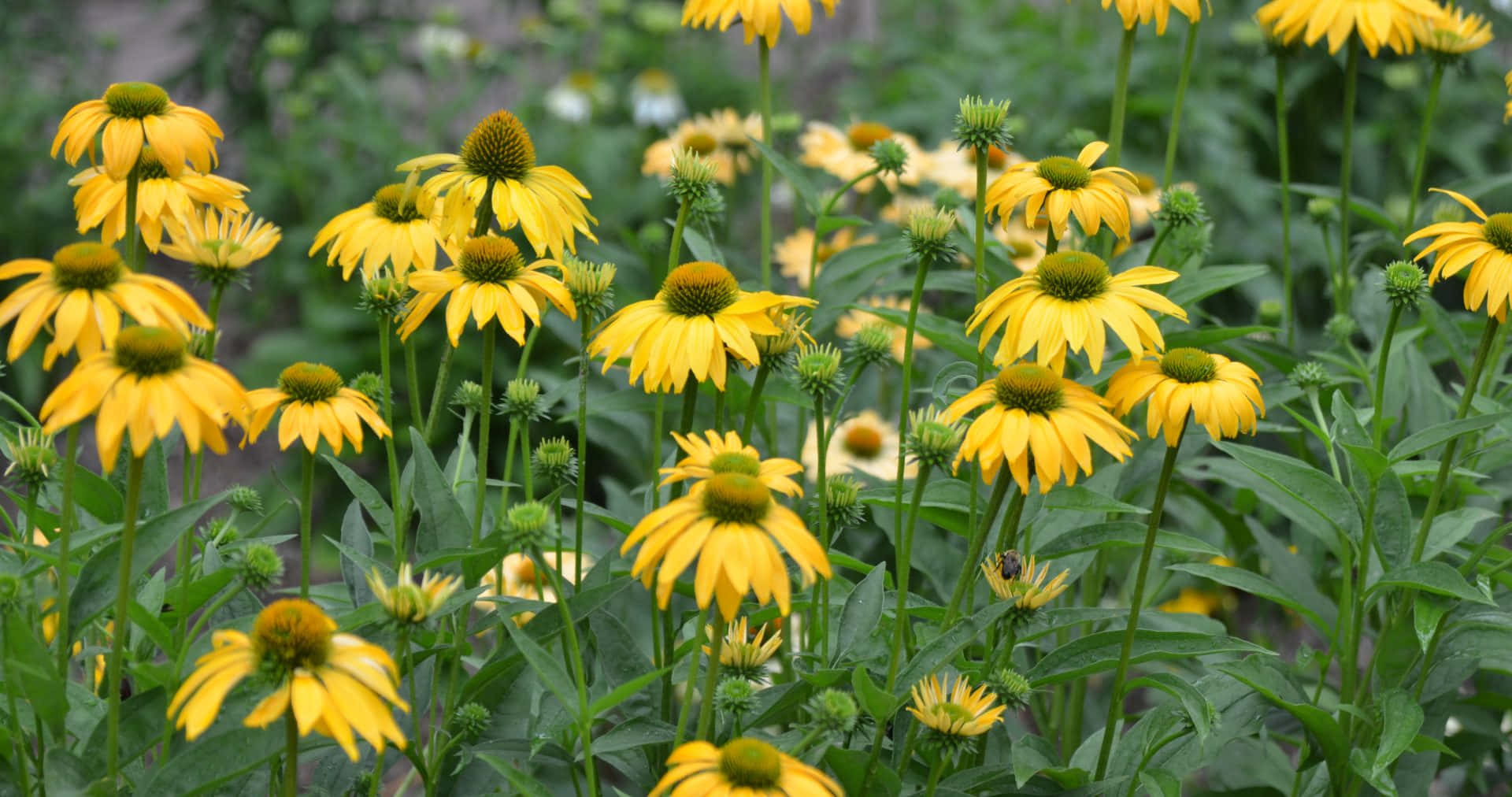 Yellow Coneflower, vibrant yellow, lush green foliage, Full HD Desktop Wallpaper