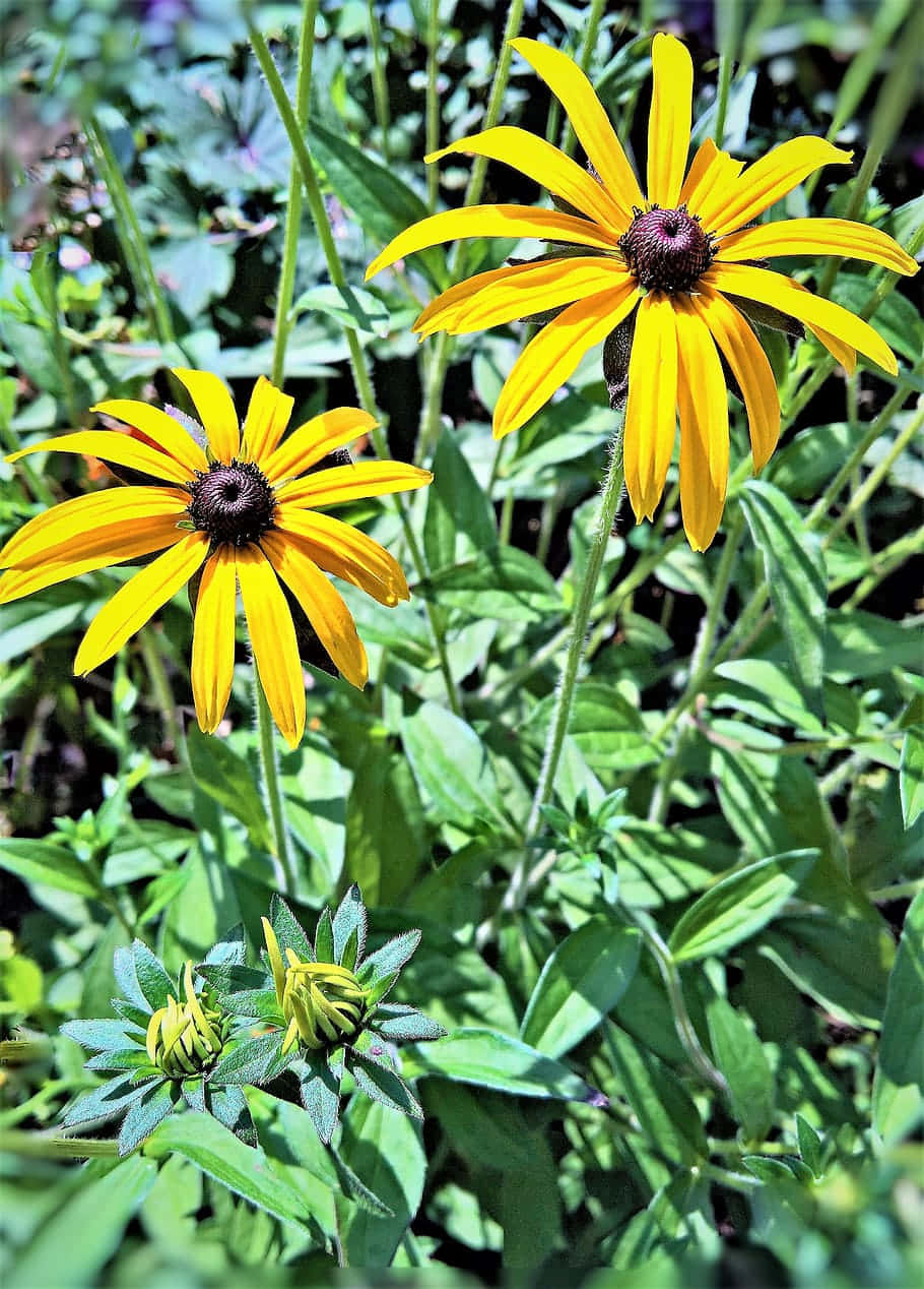 Yellow Coneflower, black-eyed susans, vibrant yellow, SD Phone Wallpaper