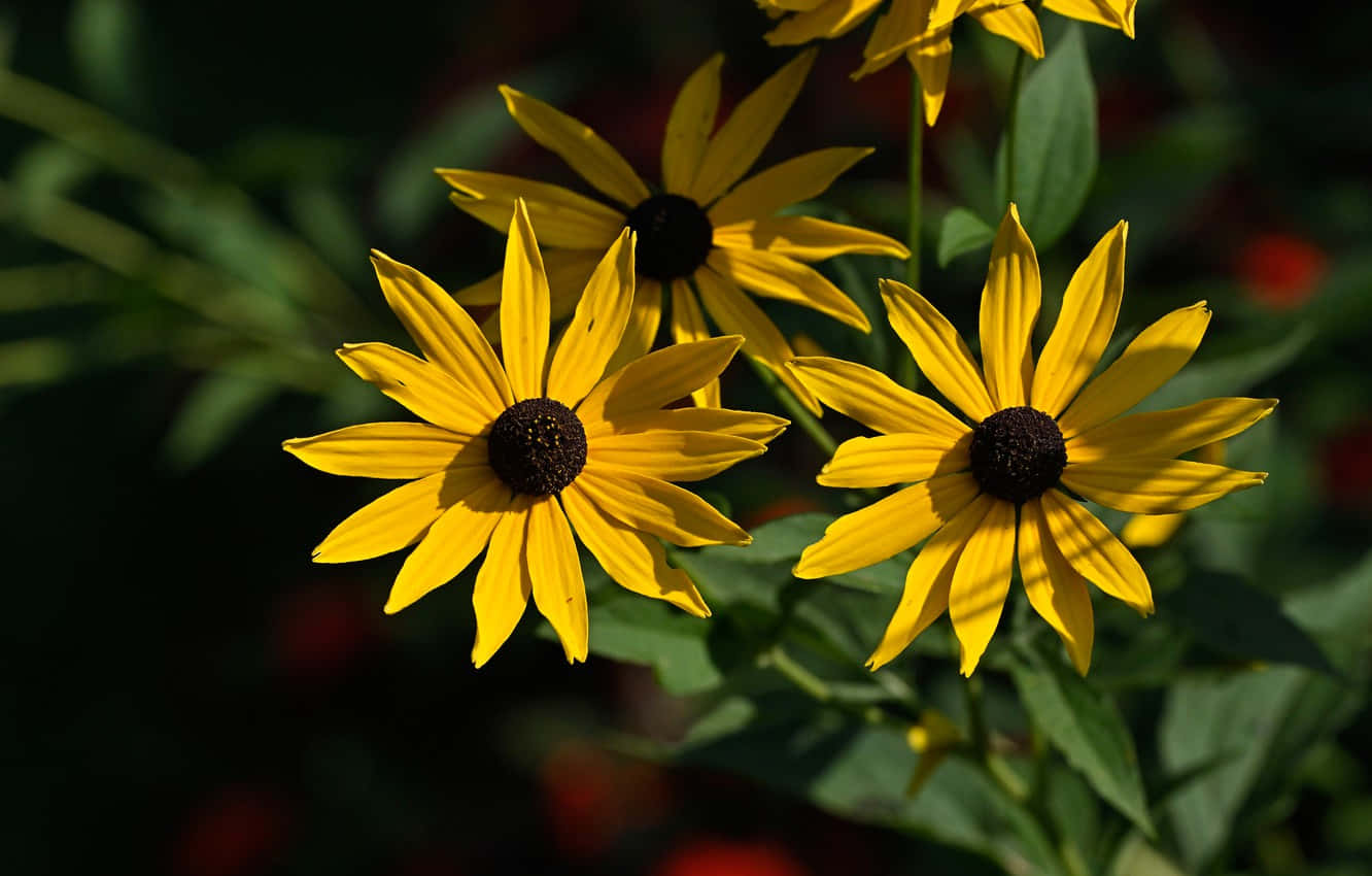 Yellow Coneflower, black-eyed susans, vibrant yellow, HD Desktop Wallpaper