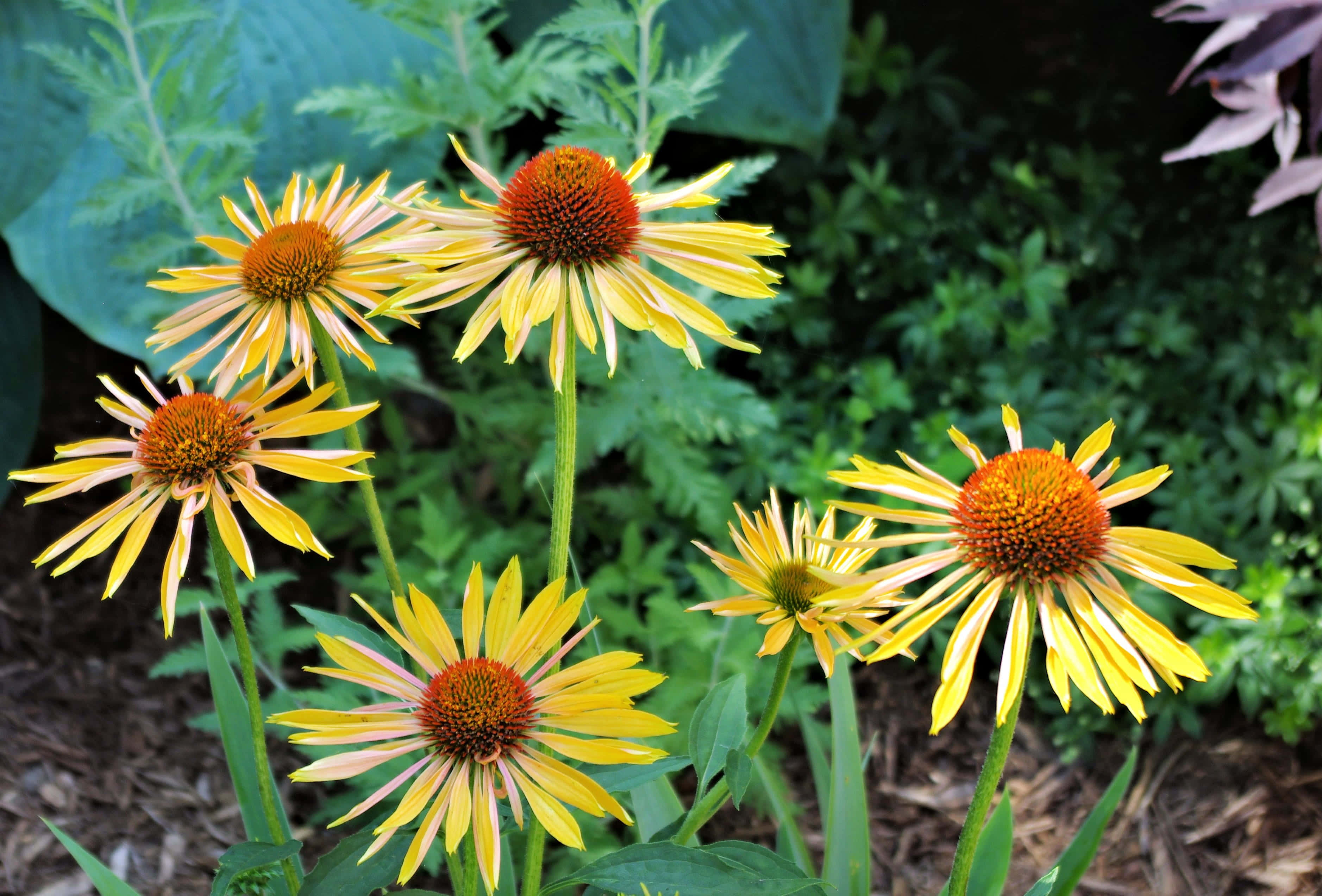 Yellow Coneflower, vibrant yellow, orange centers, 2K Desktop Wallpaper