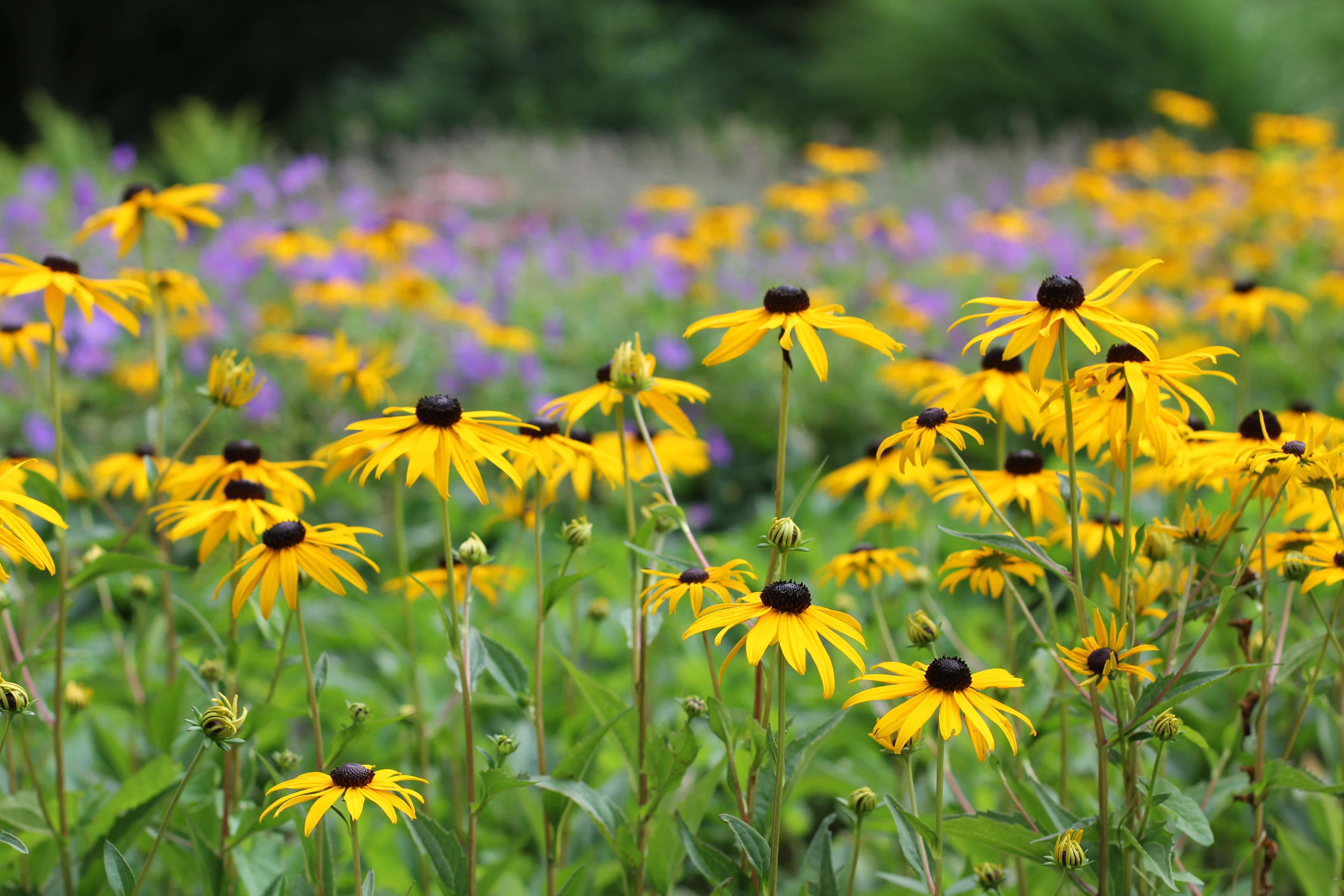 Yellow Coneflower, black-eyed susans, lush green field, 4K Desktop Wallpaper