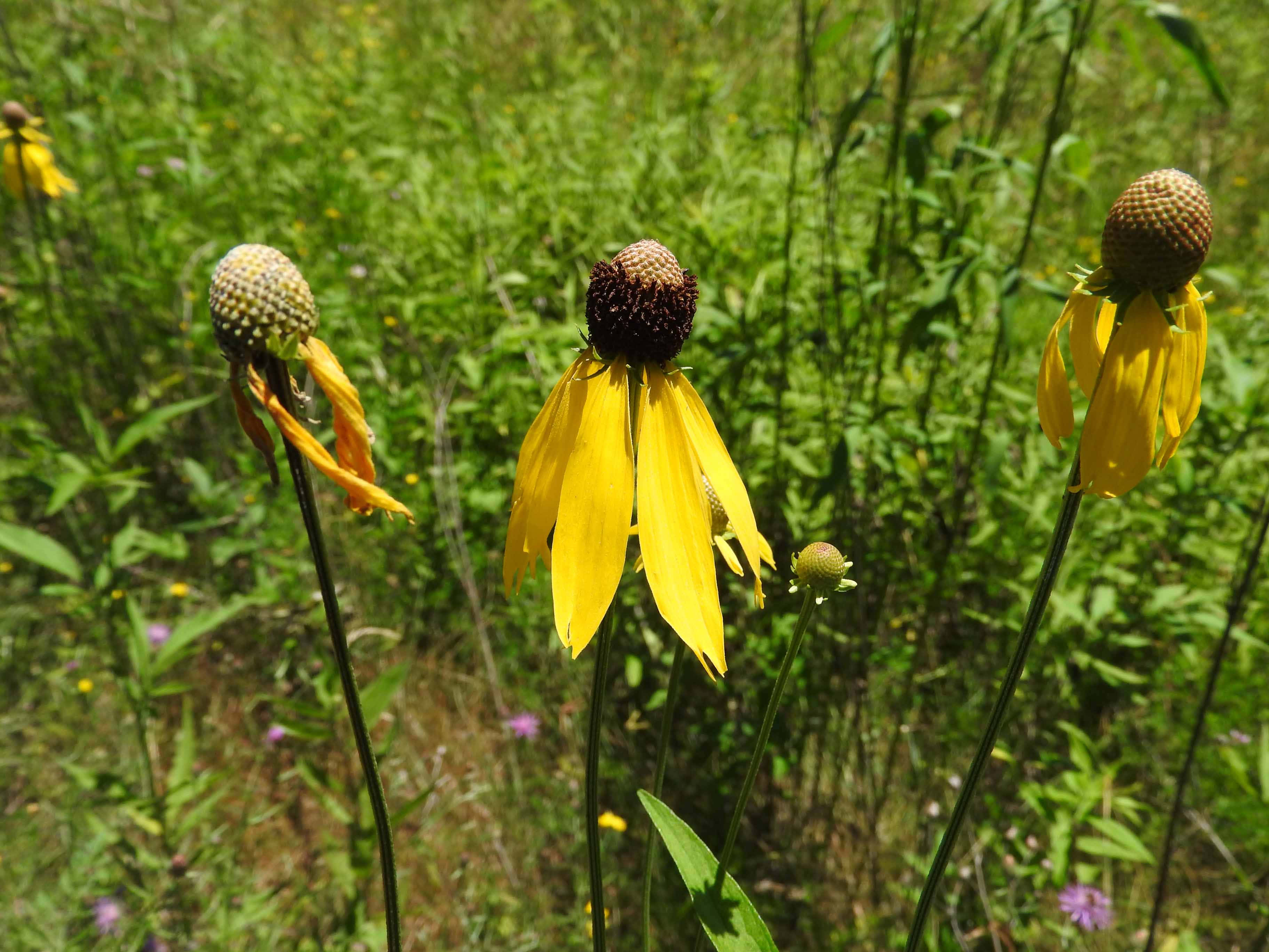 Yellow Coneflower, sunlit meadow, green grass, 2K Desktop Wallpaper